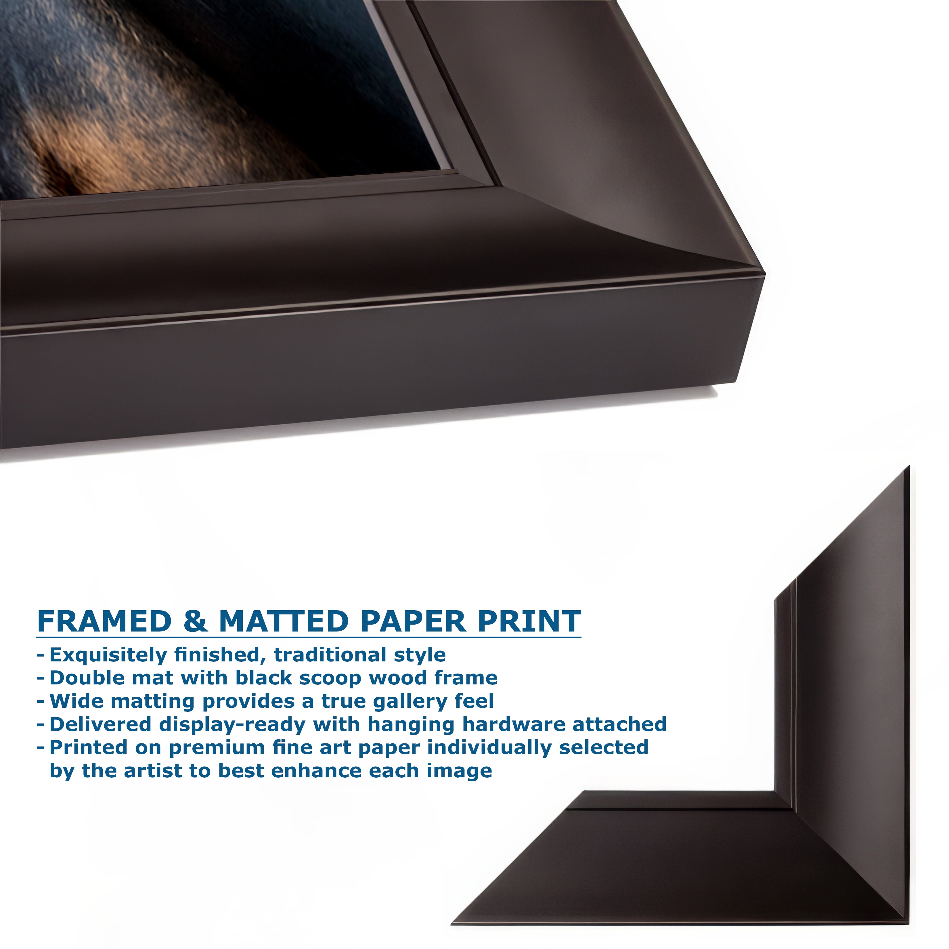 California Sea Lion Marine Mammal Wildlife Photography, Ocean Animals Nursery Decor, Relaxation Artwork for Beach-Themed Rooms