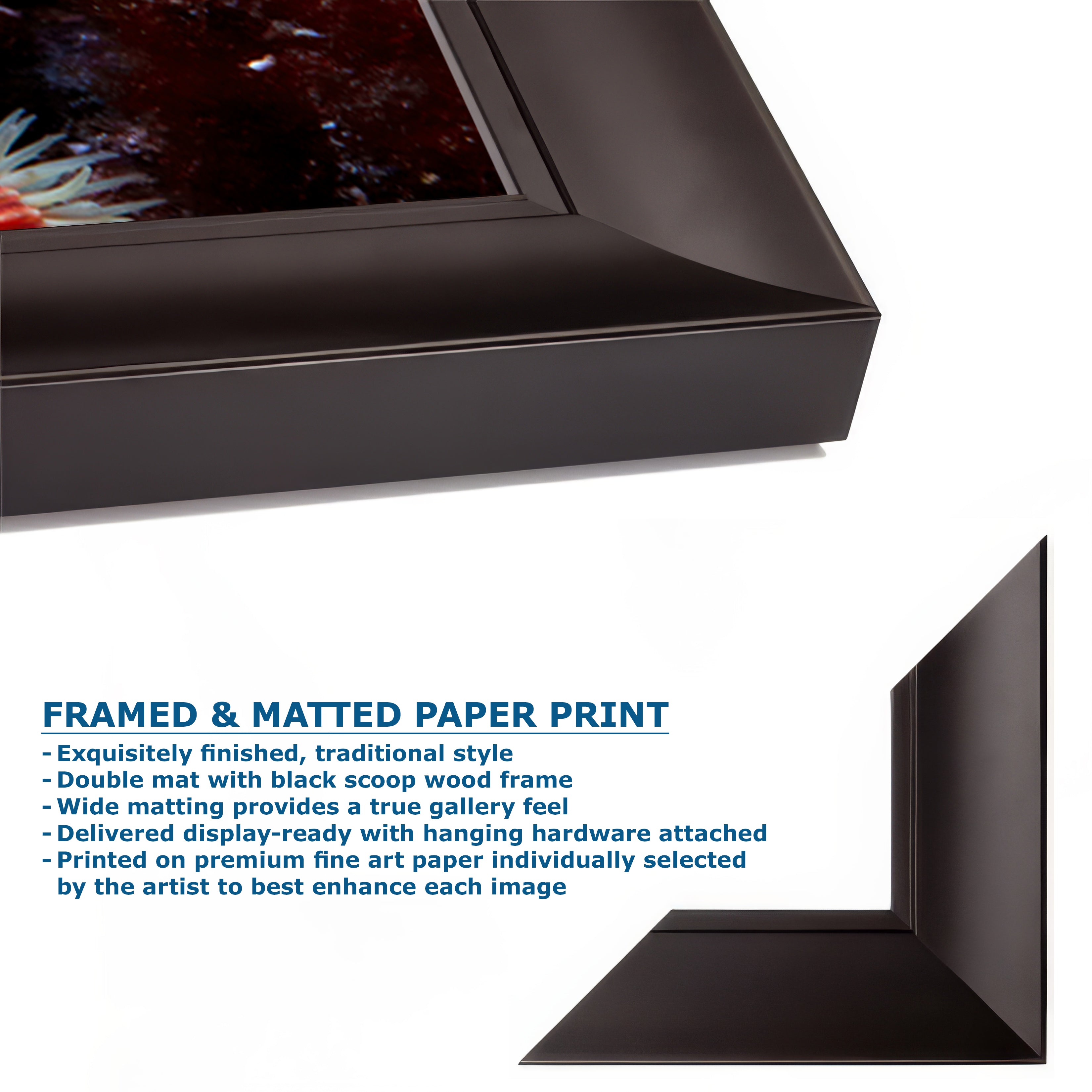 Sea Anemone Picture Ocean Life Underwater Scenery Nature Photo, Marine Biology Wall Art, Coral Reef Decor, Office & Dorm Room Decoration