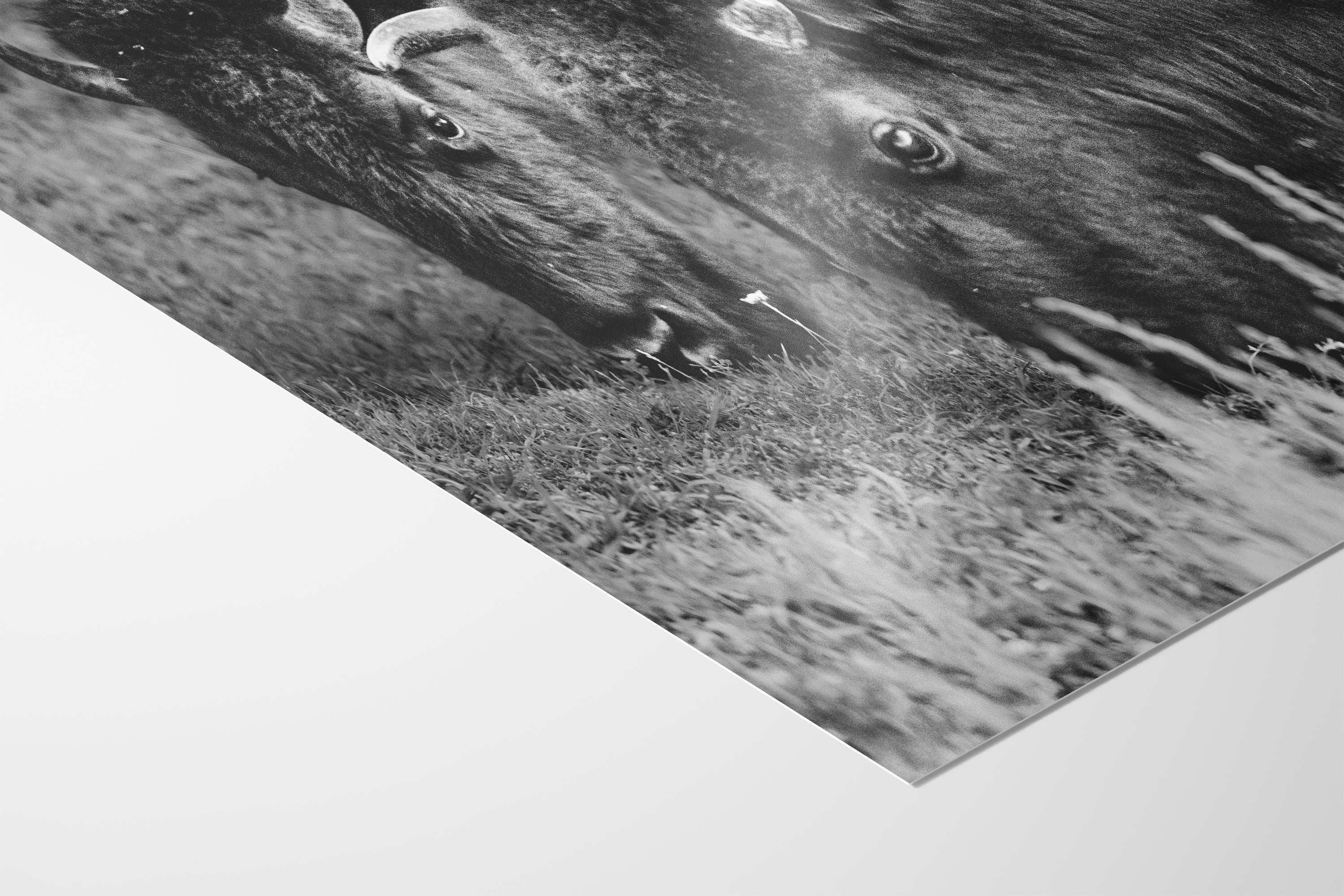 Grazing Buffalo Artwork Wildlife Photography, Black and White Bison Wall Decor, Rustic Cabin Animal Print, Nature Wall Art for Home or Office