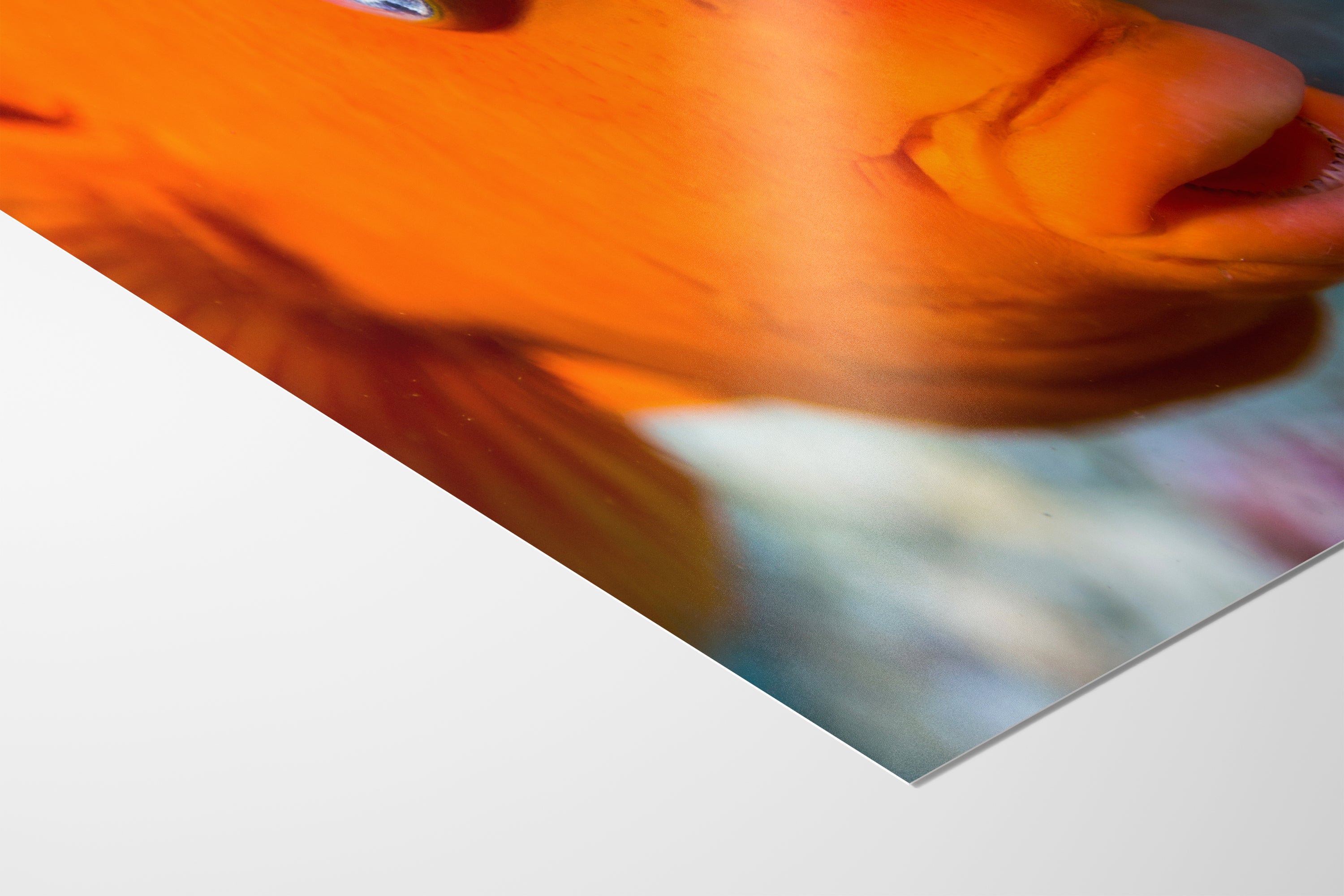 Garibaldi Fish Marine Biology Ocean Life, Underwater Scenery Nature Photo, California Marine Inhabitant, Nature Decor, Relaxation Artwork