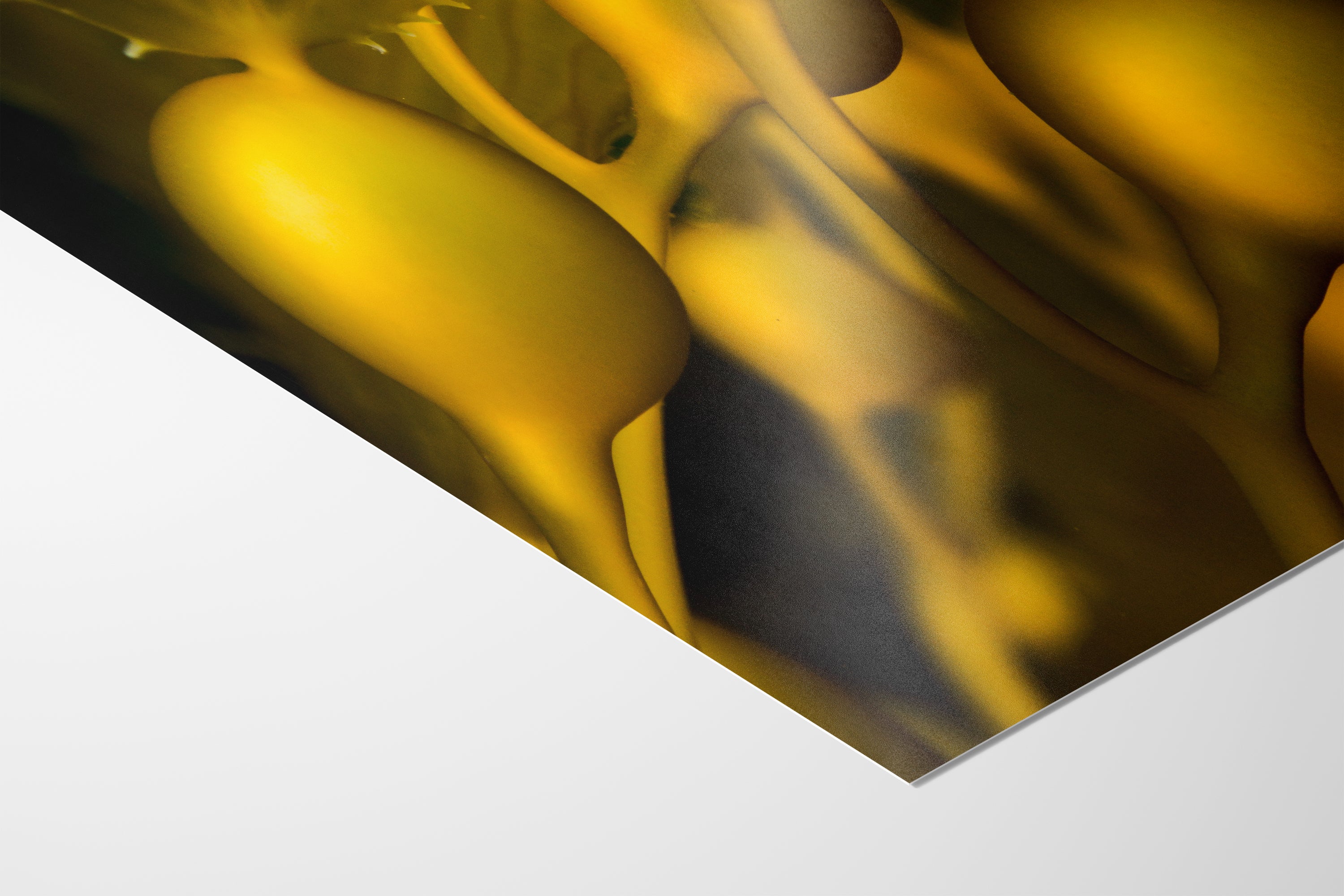 Kelp Forest Seaweed Pictures Underwater Scenery, Ocean Life Marine Biology Nature Photo Relaxation Artwork Decor for Office Dorm Room Decor