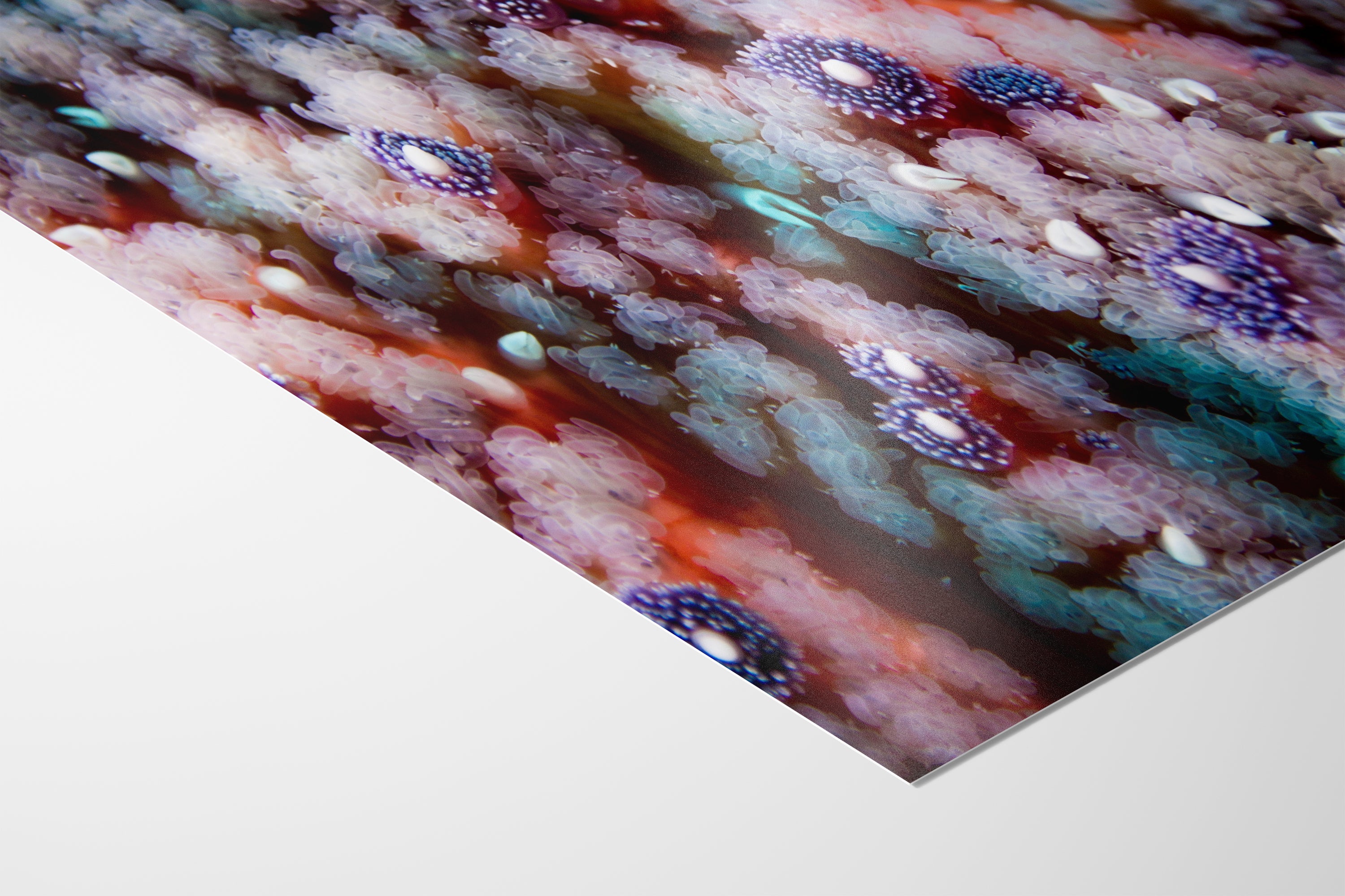 Ocean Life Starfish Photo, Marine Biology Underwater Scenery, Vibrant Coral Reef, Nature Photography for Office Decor, Relaxation Artwork