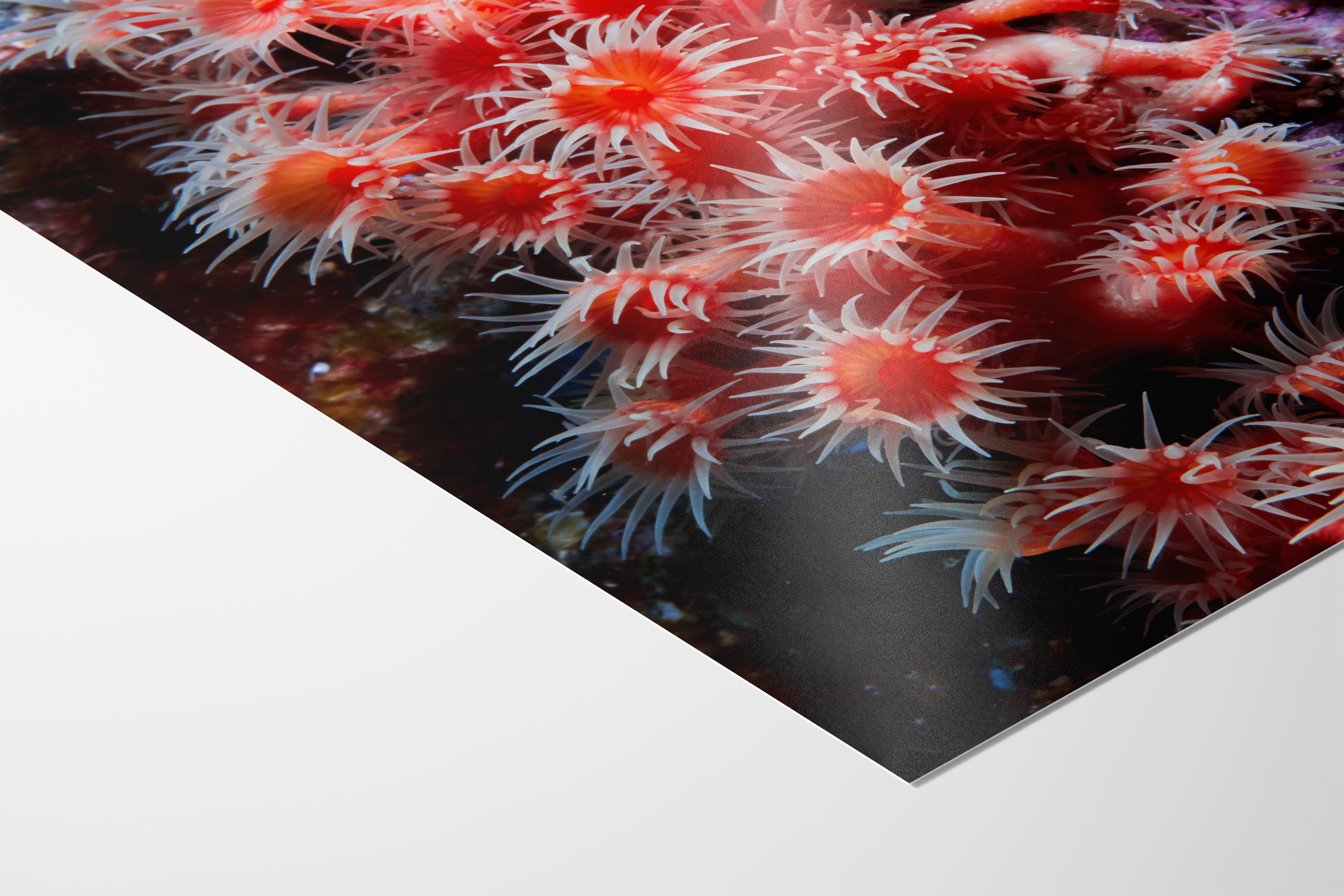 Sea Anemone Picture Ocean Life Underwater Scenery Nature Photo, Marine Biology Wall Art, Coral Reef Decor, Office & Dorm Room Decoration