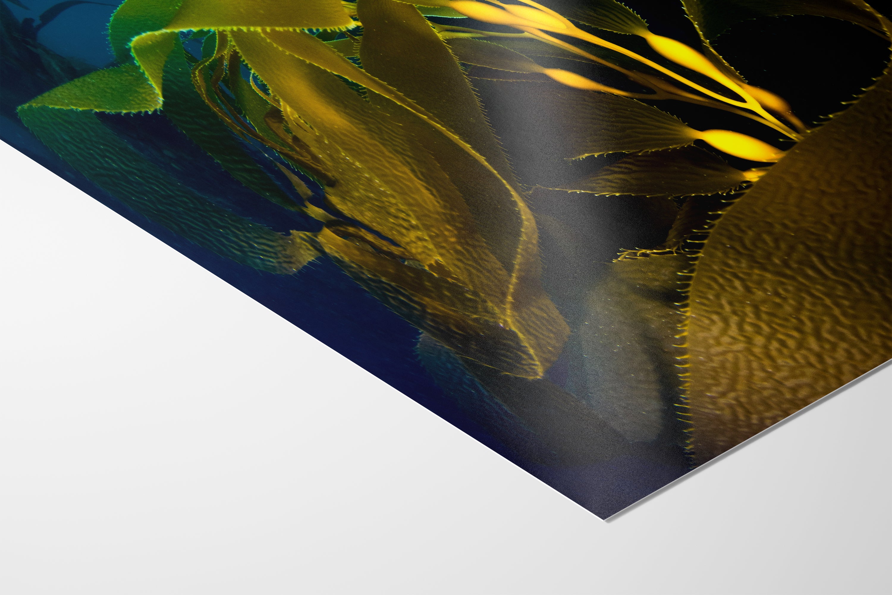 Kelp forest seaweed pictures underwater scenery, ocean life marine biology art, relaxation decor, ocean lover gift, deep sea nature photo