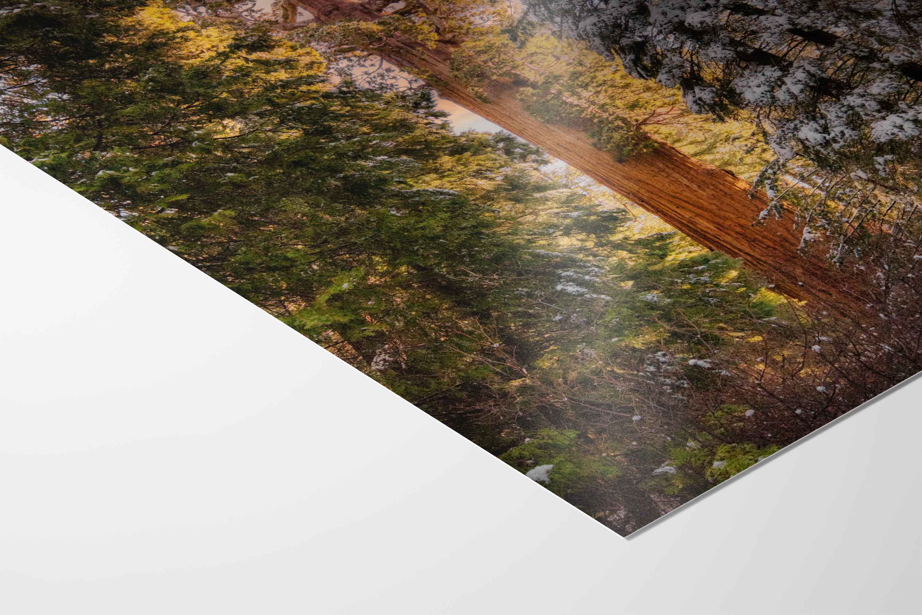 Giant Sequoia Tree Forest Picture Nature Photo, Redwood Tree Wall Art, Forest Bathing Decor, Bohemian Style Relaxation Artwork