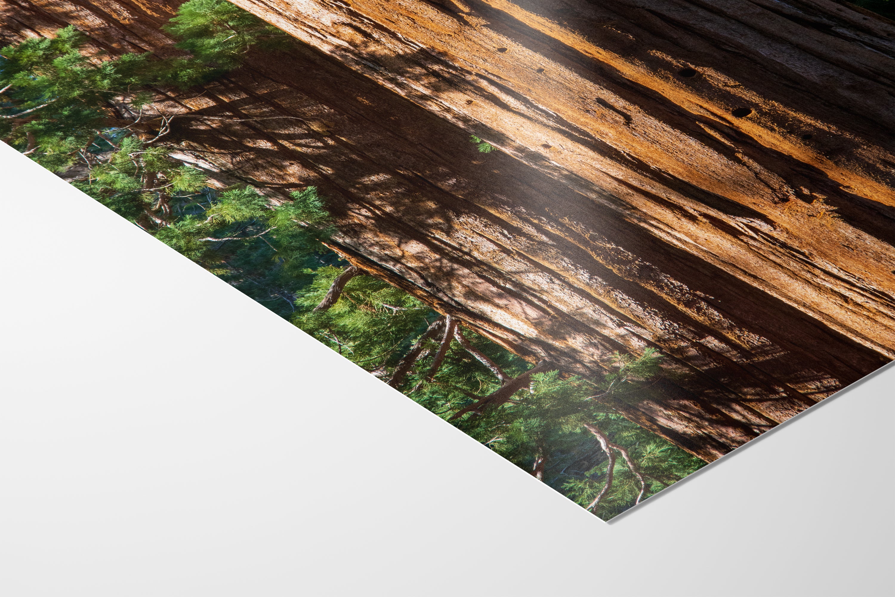 Giant Sequoia Tree Forest Picture Nature Photo, Redwood Trees Wall Art, Forest Bathing National Park Poster, Relaxation Decor