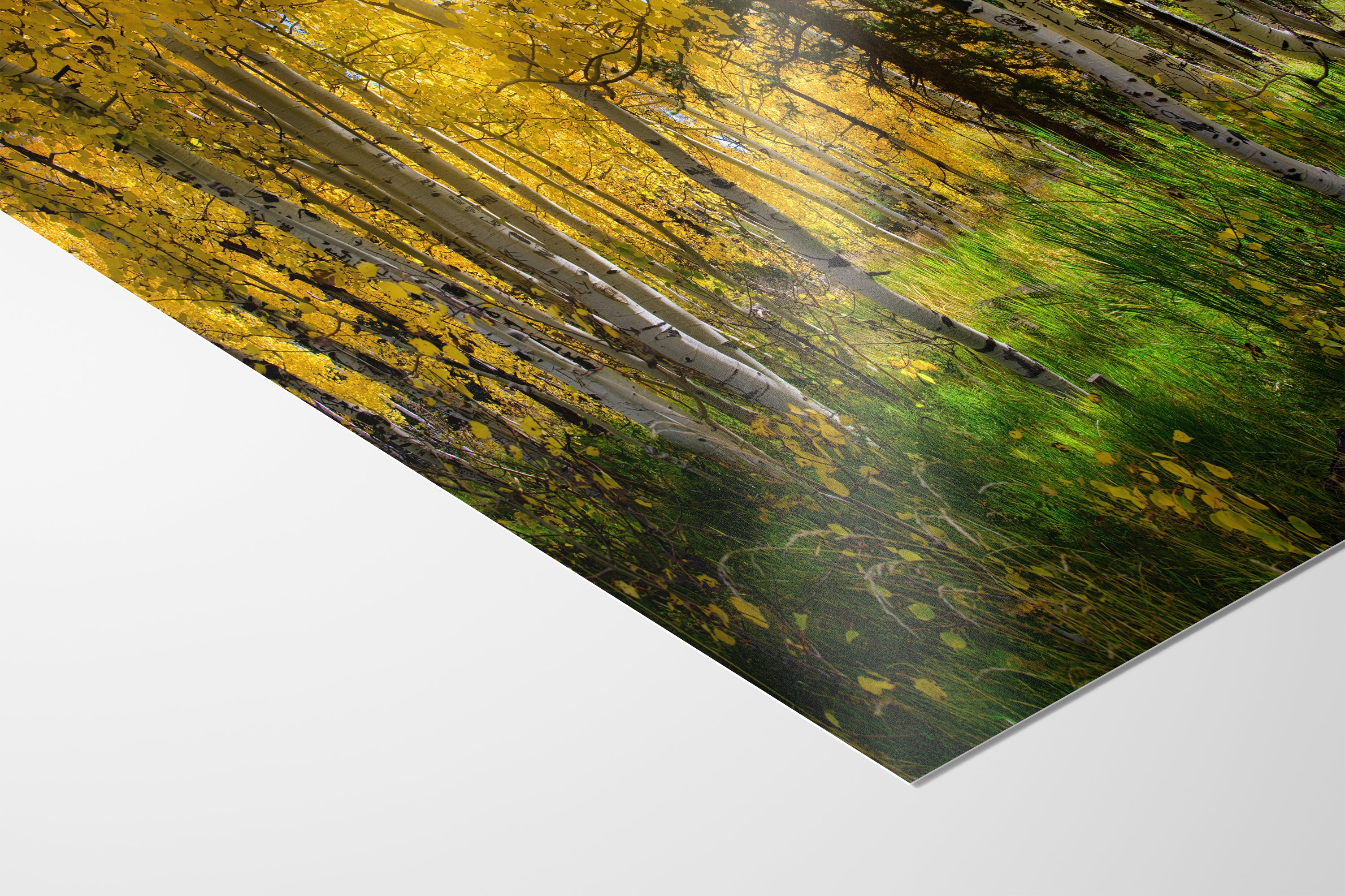 Aspen Tree Forest Picture Nature Photo, Forest Bathing Relaxation Artwork, Fall Colors Autumn for Meditation, Office and House Decor