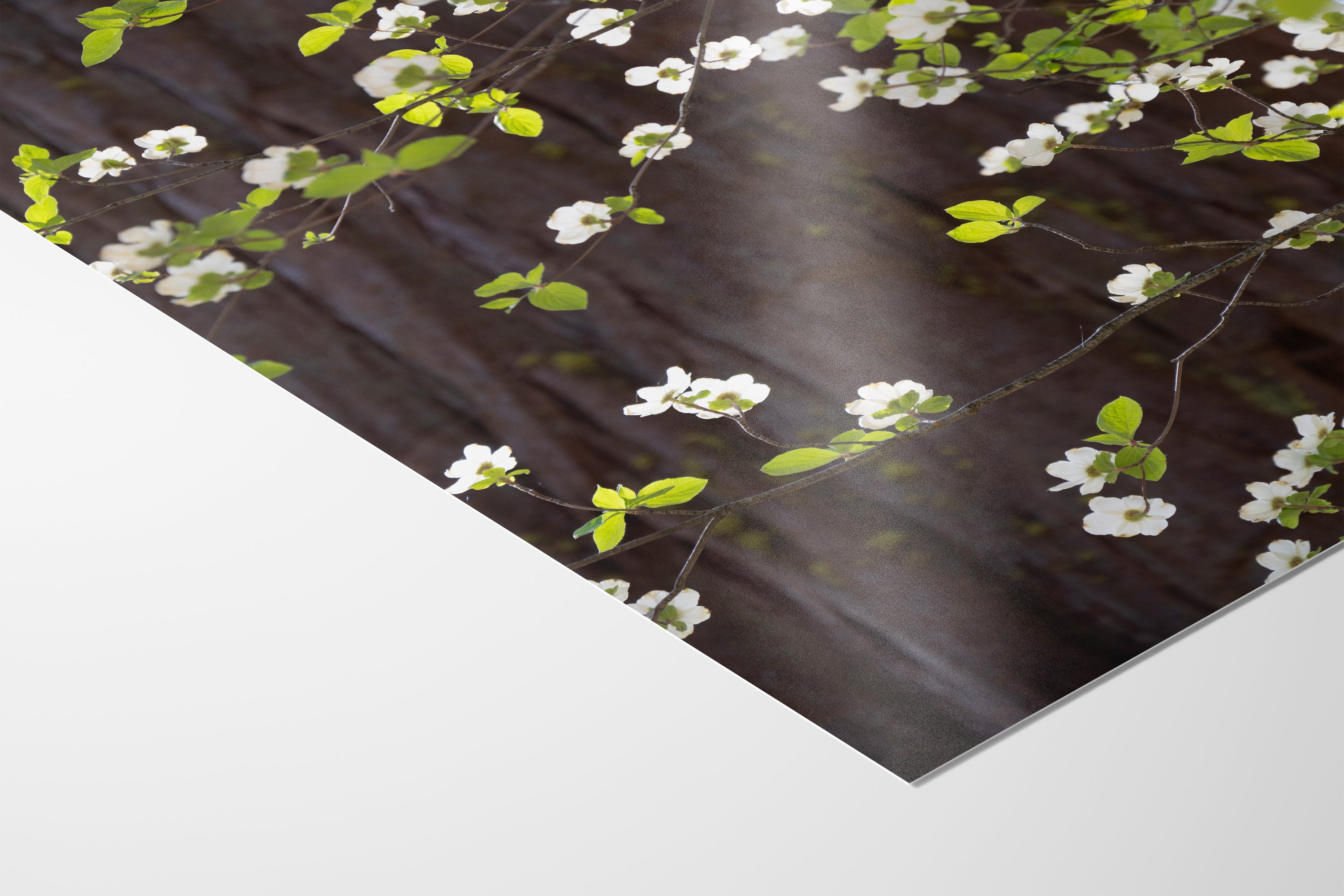 Pacific Dogwood Forest Picture Nature Photo | Yosemite Nature Canvas Print, Forest Bathing for Meditation, Relaxation, Dorm Room Decor