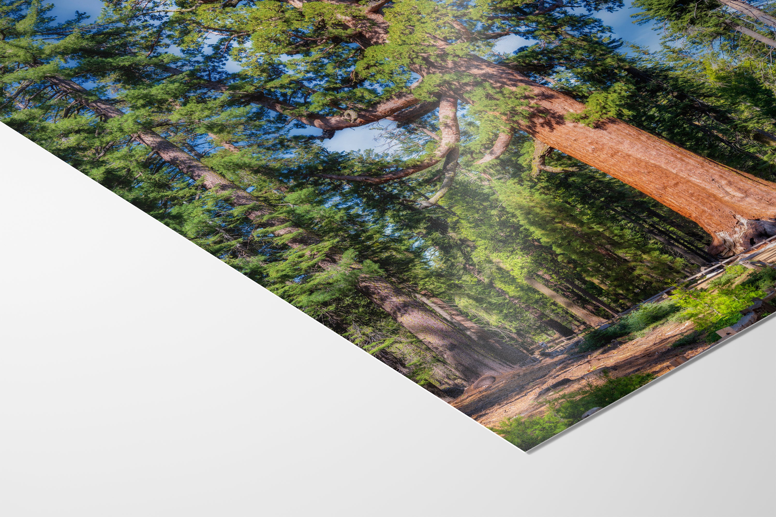 Giant Sequoia Tree Forest Picture Nature Photo, Yosemite Redwood Trees, Forest Bathing for Nature Lovers, House and Office