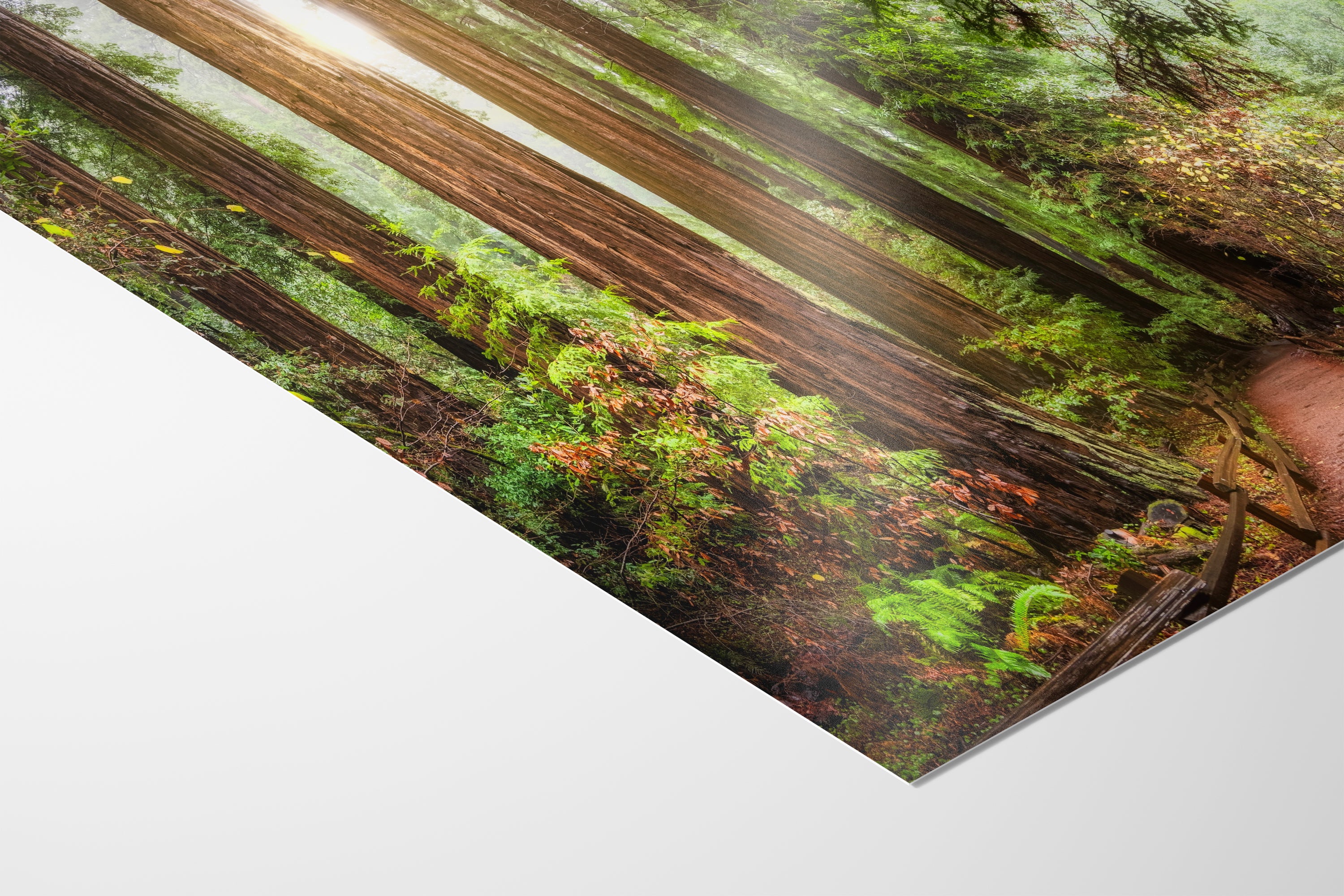 Redwood Trees Forest Picture Sunrise Nature Photo