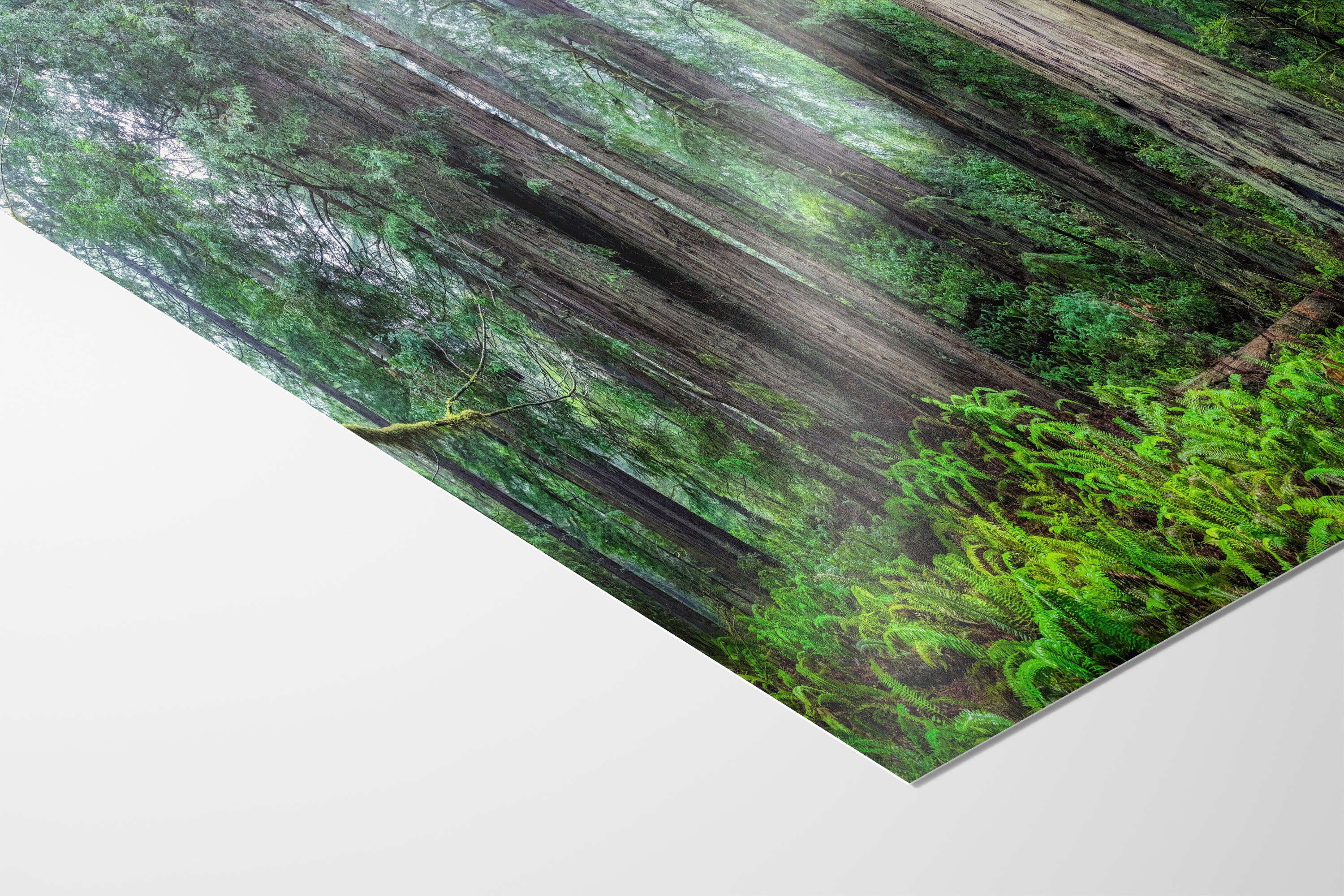 Redwood Trees Forest Picture Nature Photo, Forest Bathing in Misty California Redwoods Wall Art, for Relaxation in the Home and Office