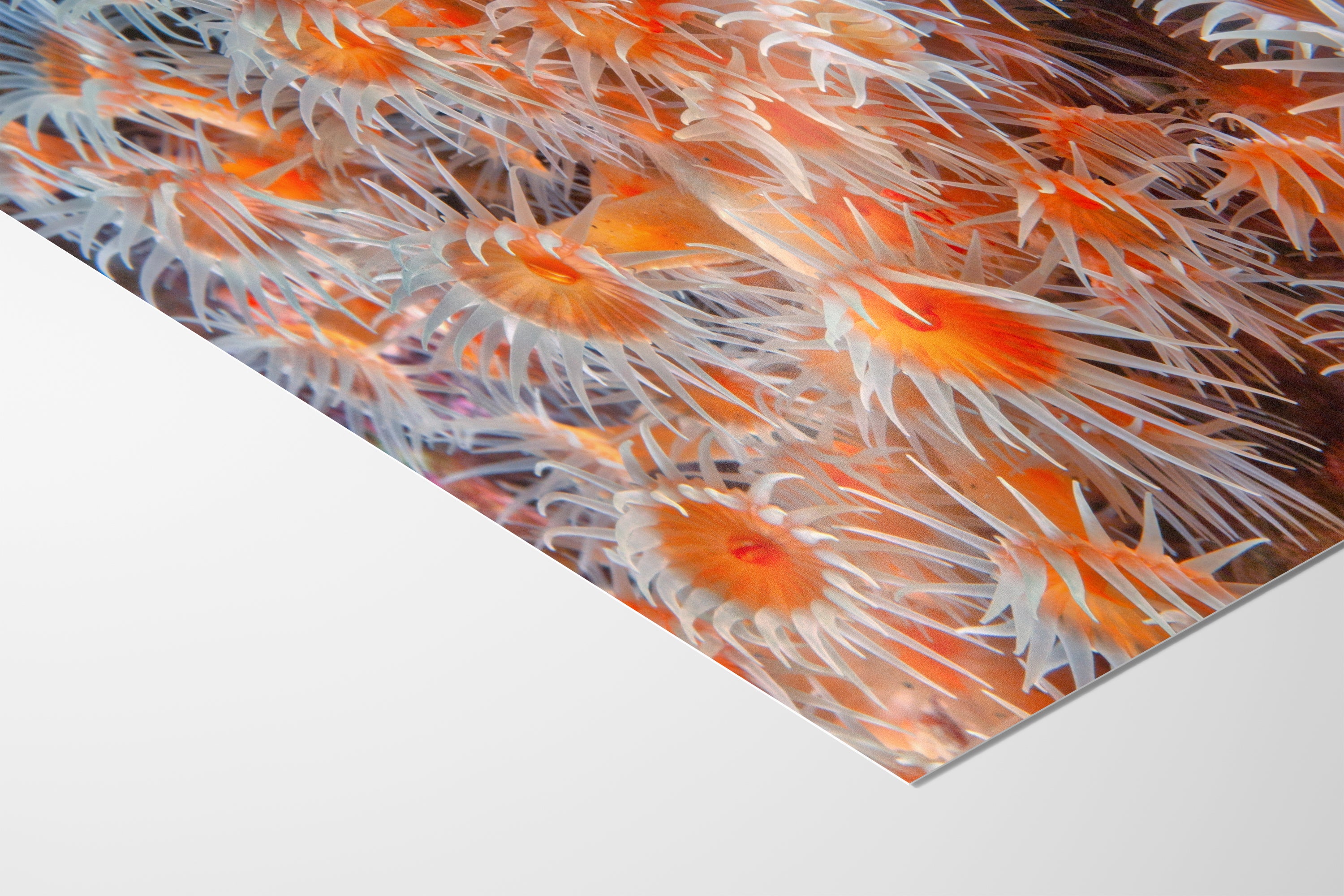 Sea Anemone Picture Ocean Life Underwater Scenery Nature Photo, Vibrant Coral Reef Wall Art, Marine Biology Gift for Ocean Lover