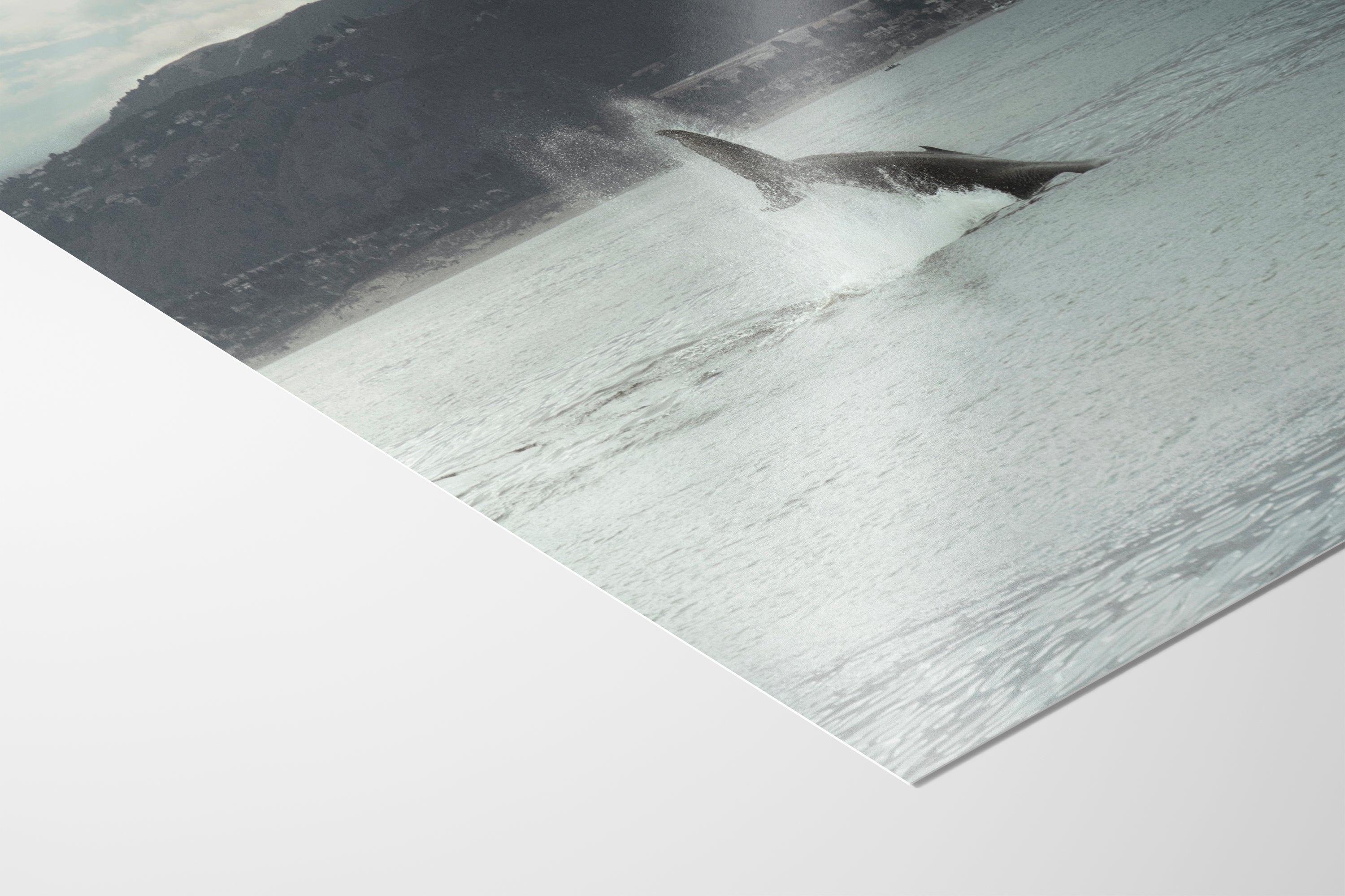 Humpback Whale Marine Mammal Wildlife Photography, Ocean Nature Art, Marine Conservation, Dolphin & Sea Life Gift, House Decor