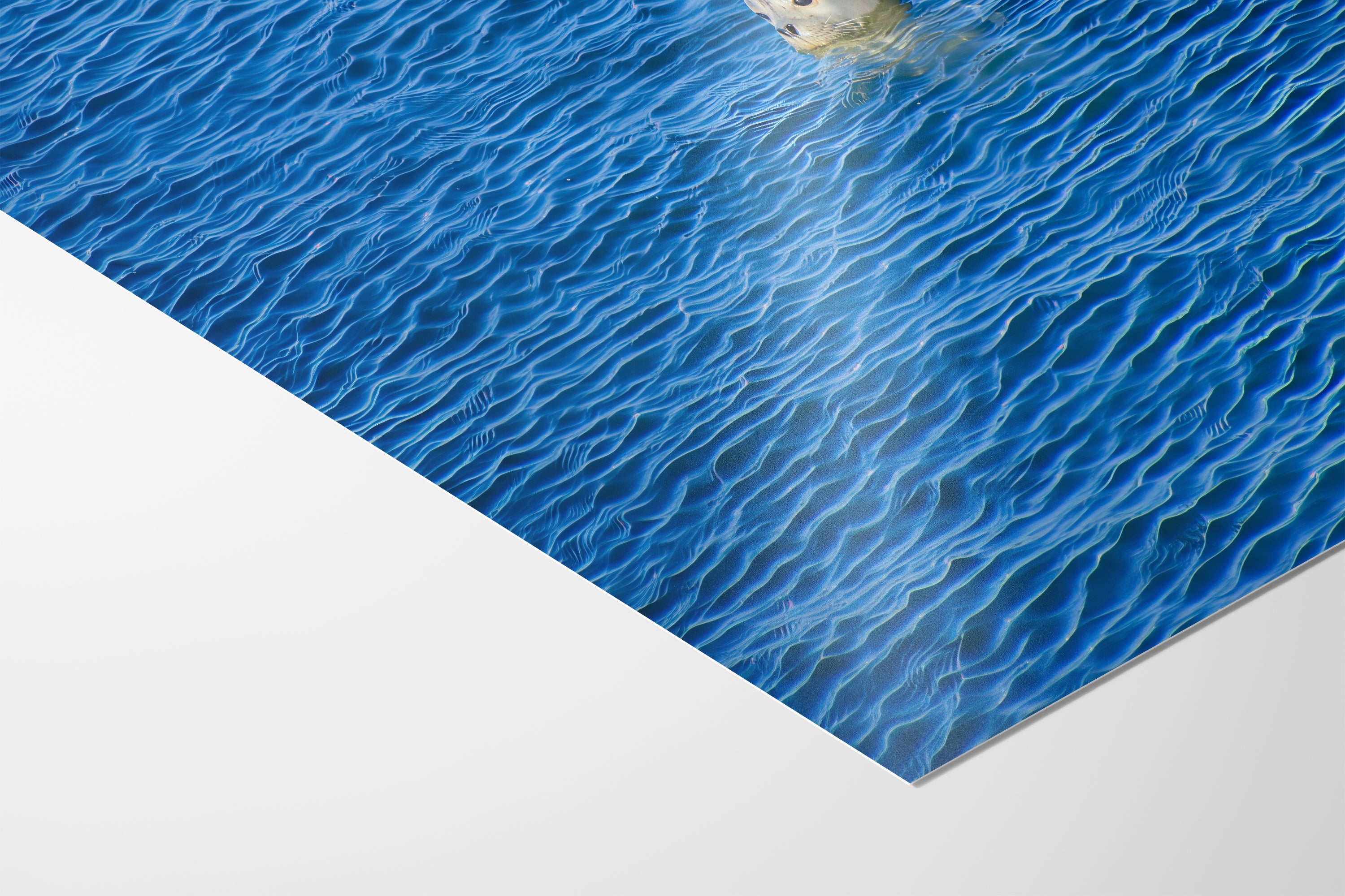 Seal Print Marine Mammal Wildlife Photography, Ocean Picture Relaxation Artwork Nature Photo