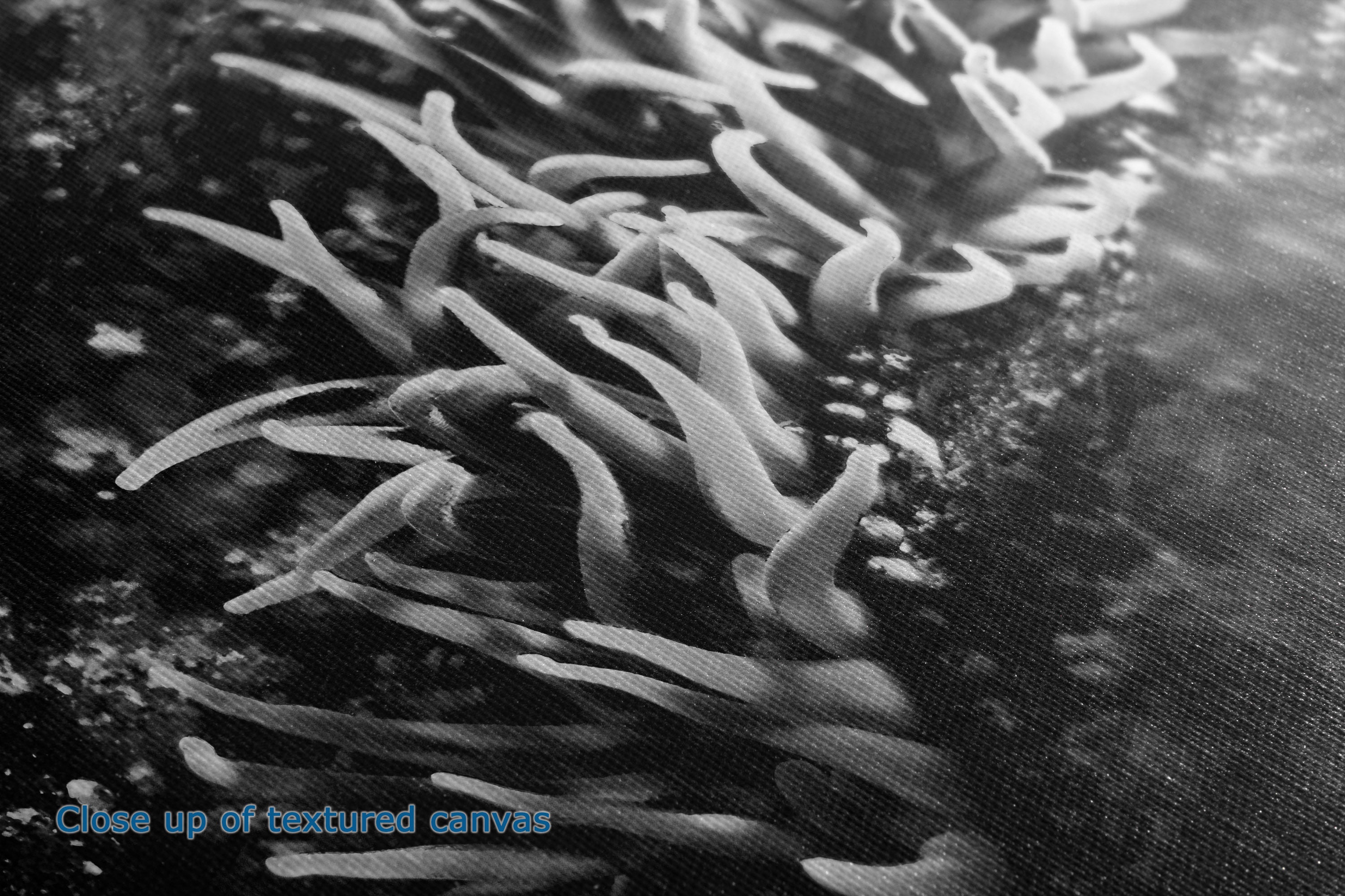 Black and white close-up of textured canvas with layered organic shapes and a small blue text overlay reading 'Close up of textured canvas'.
