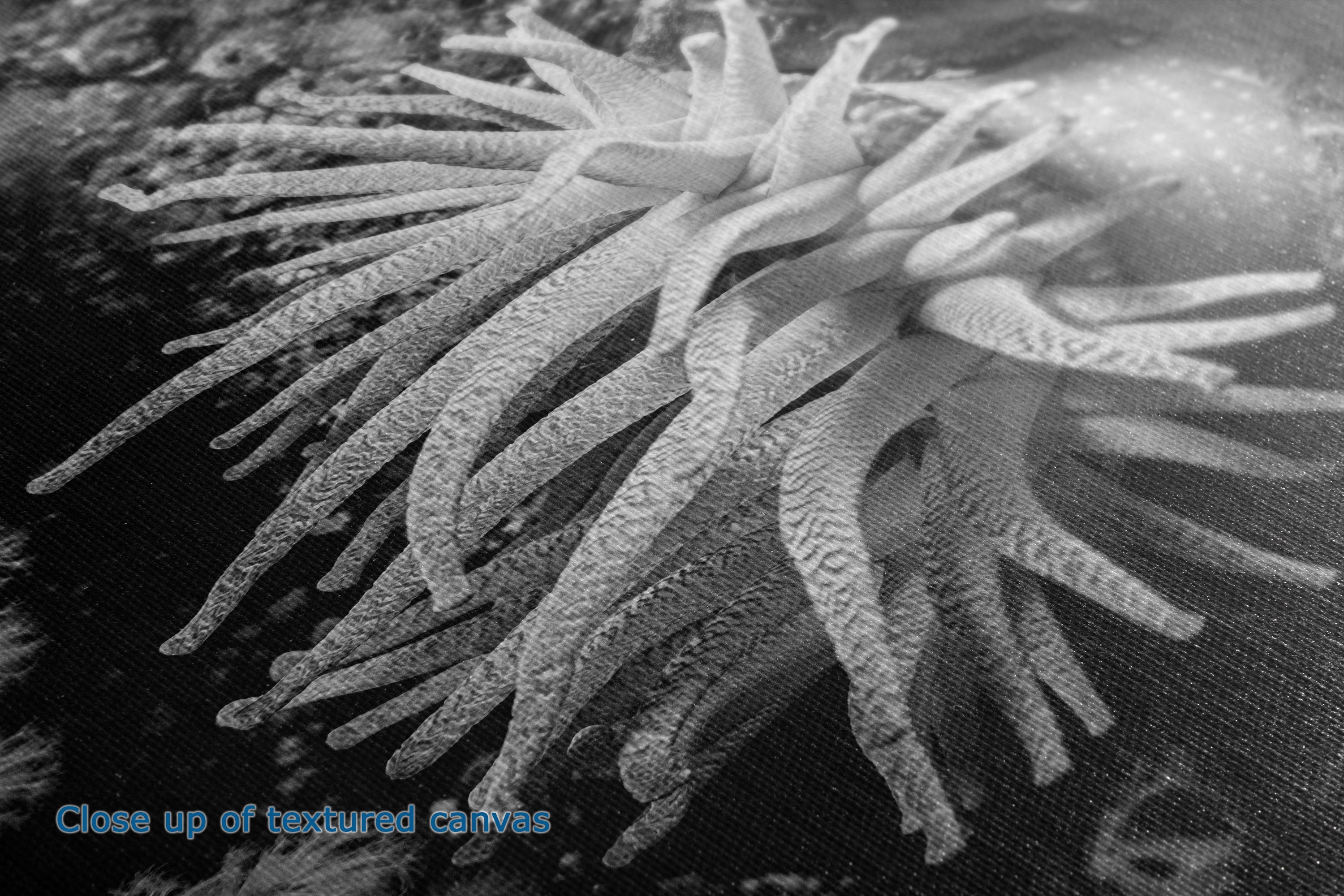 Black and white close-up artwork of a textured anemone or coral-like form with many long tentacles, overlaid with the text 'Close-up of textured Curves' in blue at the lower left.