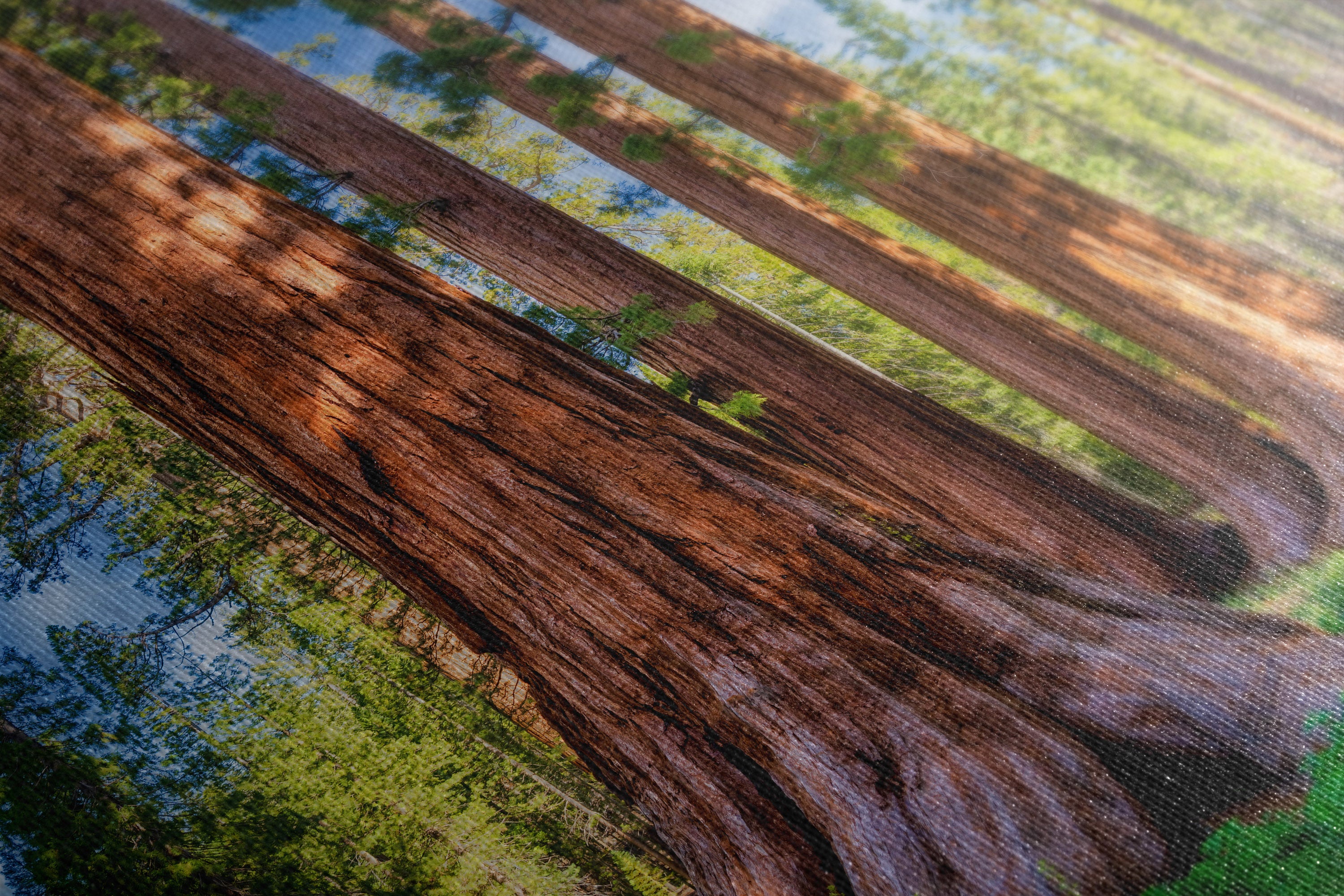 A close-up of a canvas print featuring a forest scene with large brown tree trunks and green foliage.