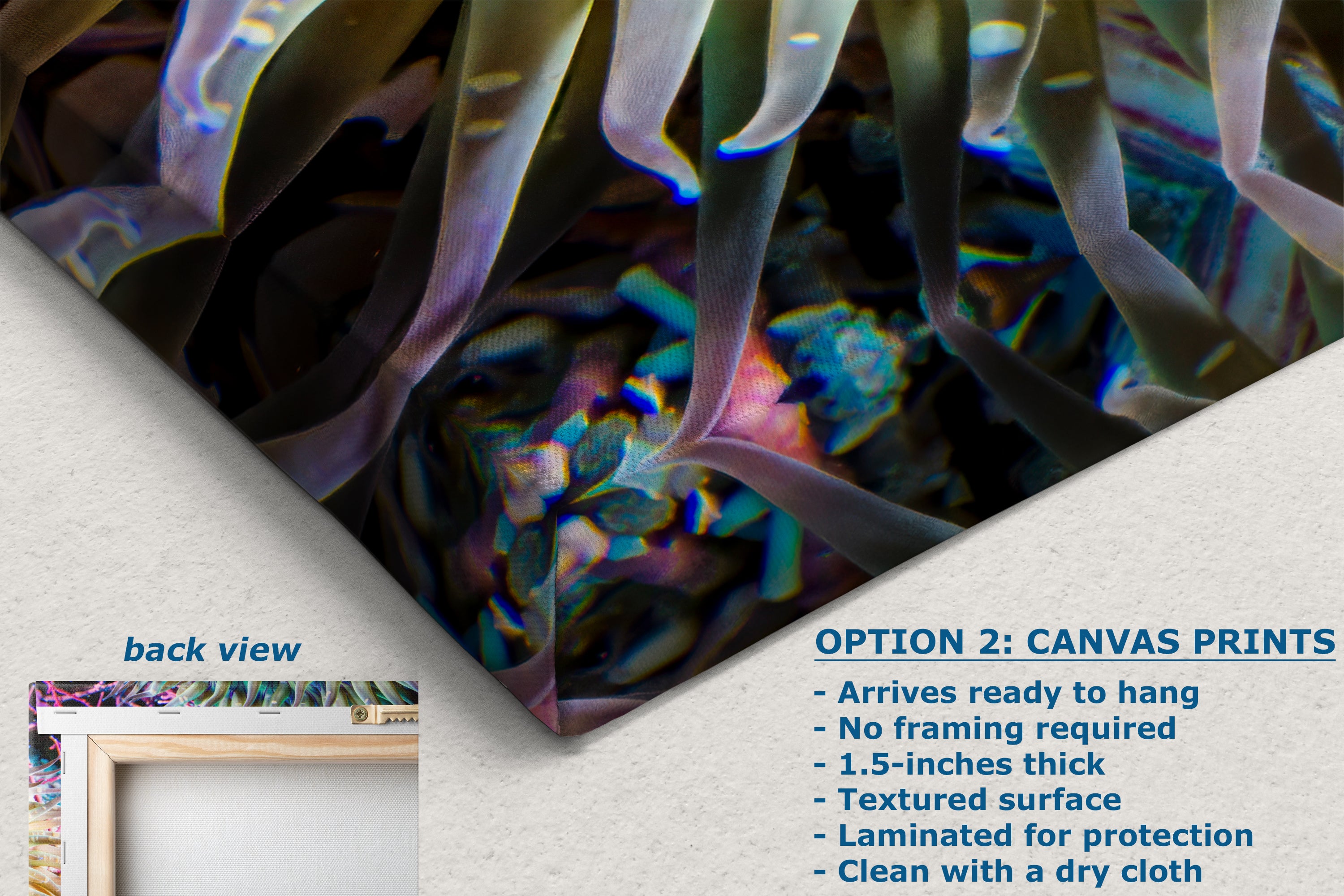 Sea Anemone Picture Ocean Life Underwater Scenery Nature Photo, Marine Biology Coral Reef Art