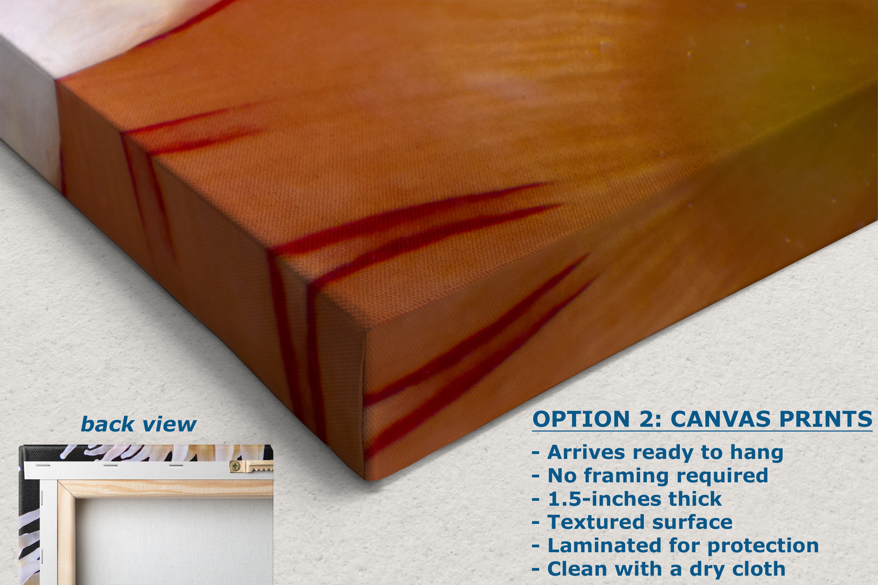 Sea Anemone Picture Ocean Life Underwater Scenery Nature Photo, Marine Biology Coral Reef Art