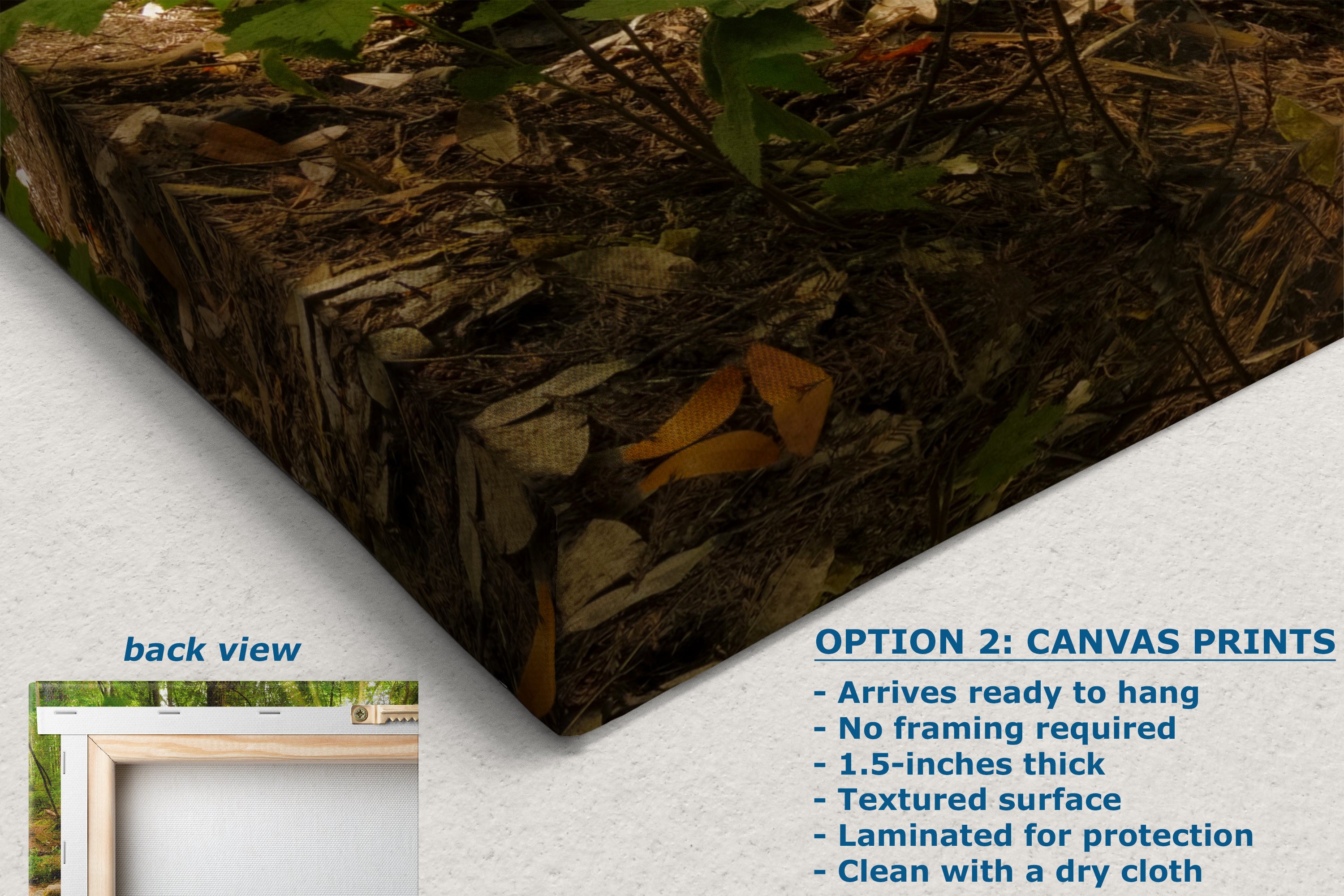 Redwood Trees Forest Picture Nature Photo, Forest Bathing in Santa Cruz California Coast Wall Art, Relaxing Artwork for House Decor & Office