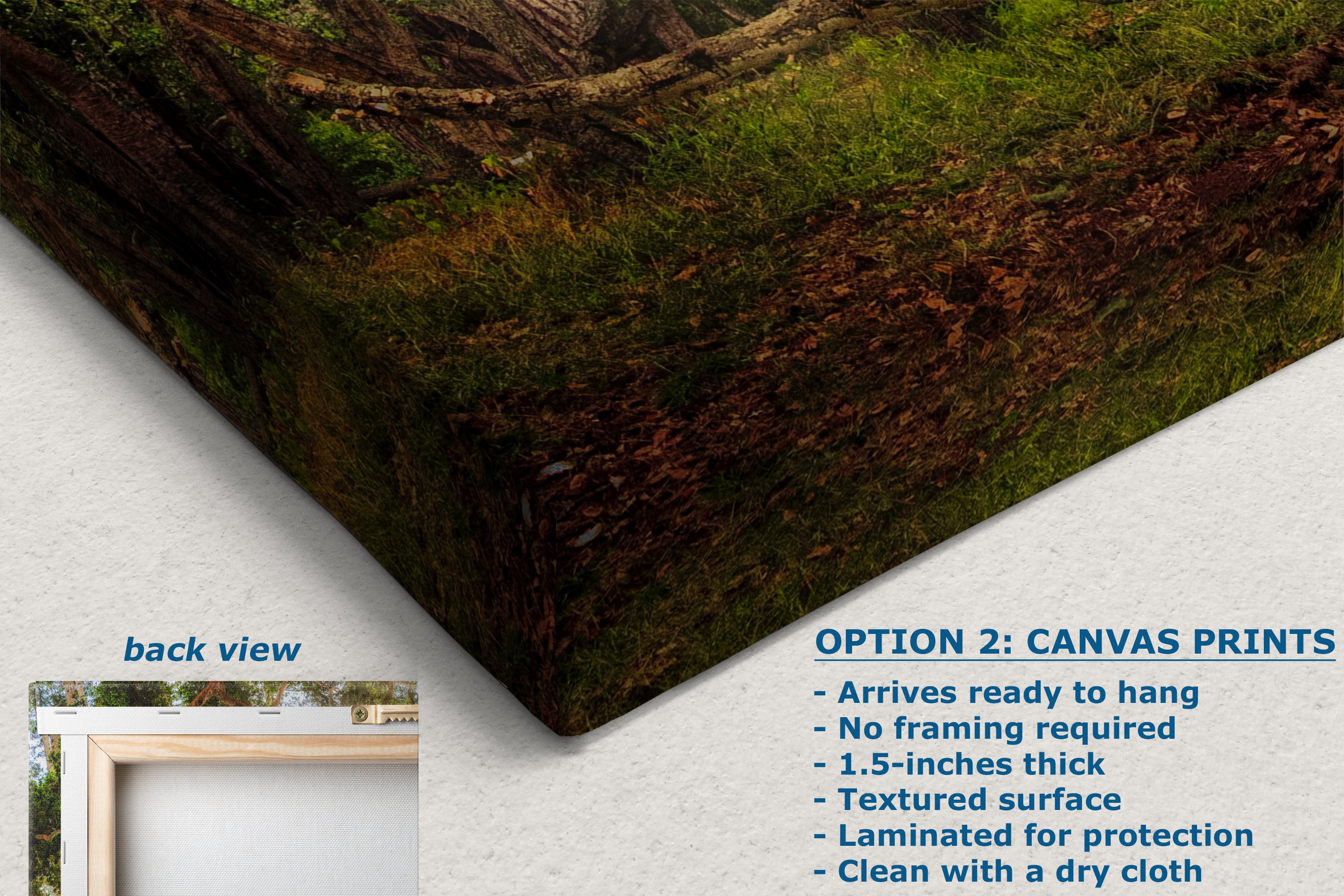 Coast Live Oak Forest Picture Nature Photo House Decor, Forest Bathing for Meditation, Relaxation, Dorm Room Decor