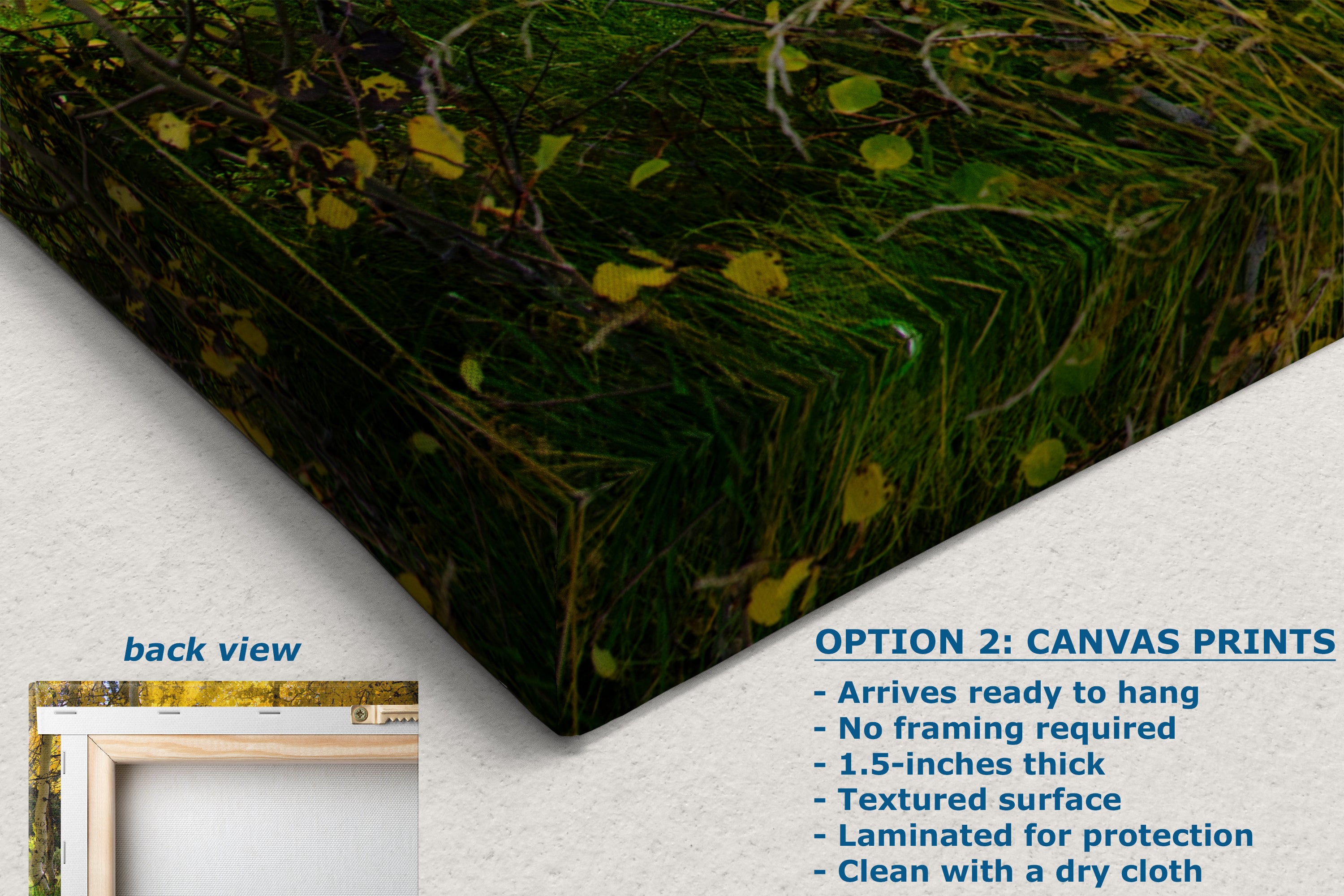 Aspen Tree Forest Picture Nature Photo, Forest Bathing Relaxation Artwork, Fall Colors Autumn for Meditation, Office and House Decor