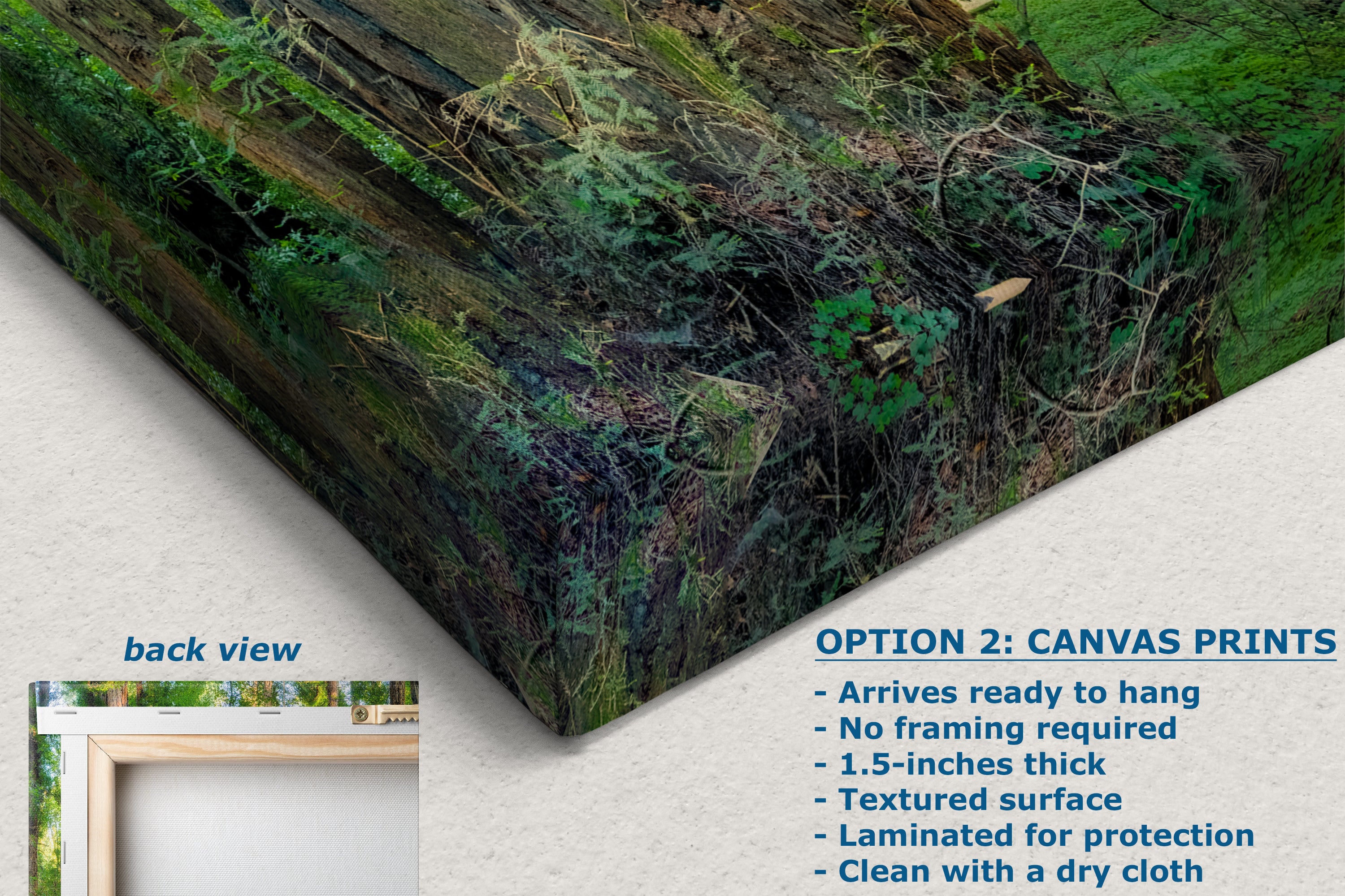 Redwood Trees Forest Picture Nature Photo, Forest Bathing Relaxation Artwork for Calming Meditation, Office and House Decor