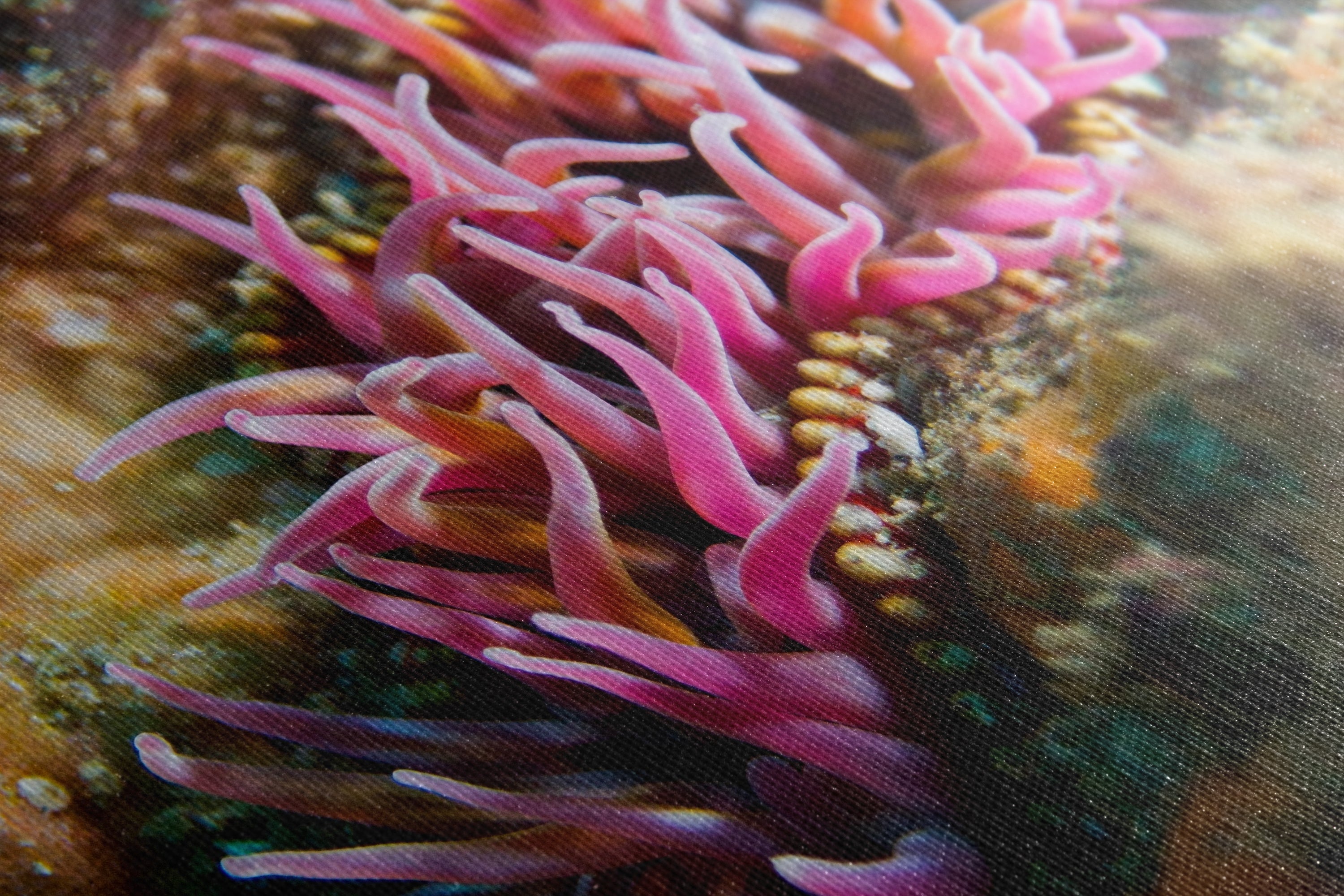 Sea Anemone Picture Ocean Life Underwater Scenery Nature Photo, Marine Biology Coral Reef Art, Vibrant Marine Wildlife Wall Decor