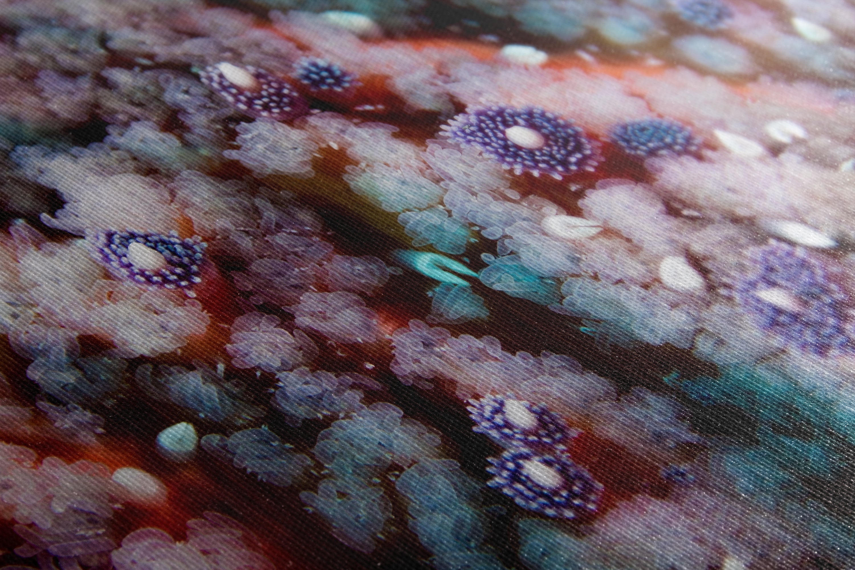 Ocean Life Starfish Photo, Marine Biology Underwater Scenery, Vibrant Coral Reef, Nature Photography for Office Decor, Relaxation Artwork