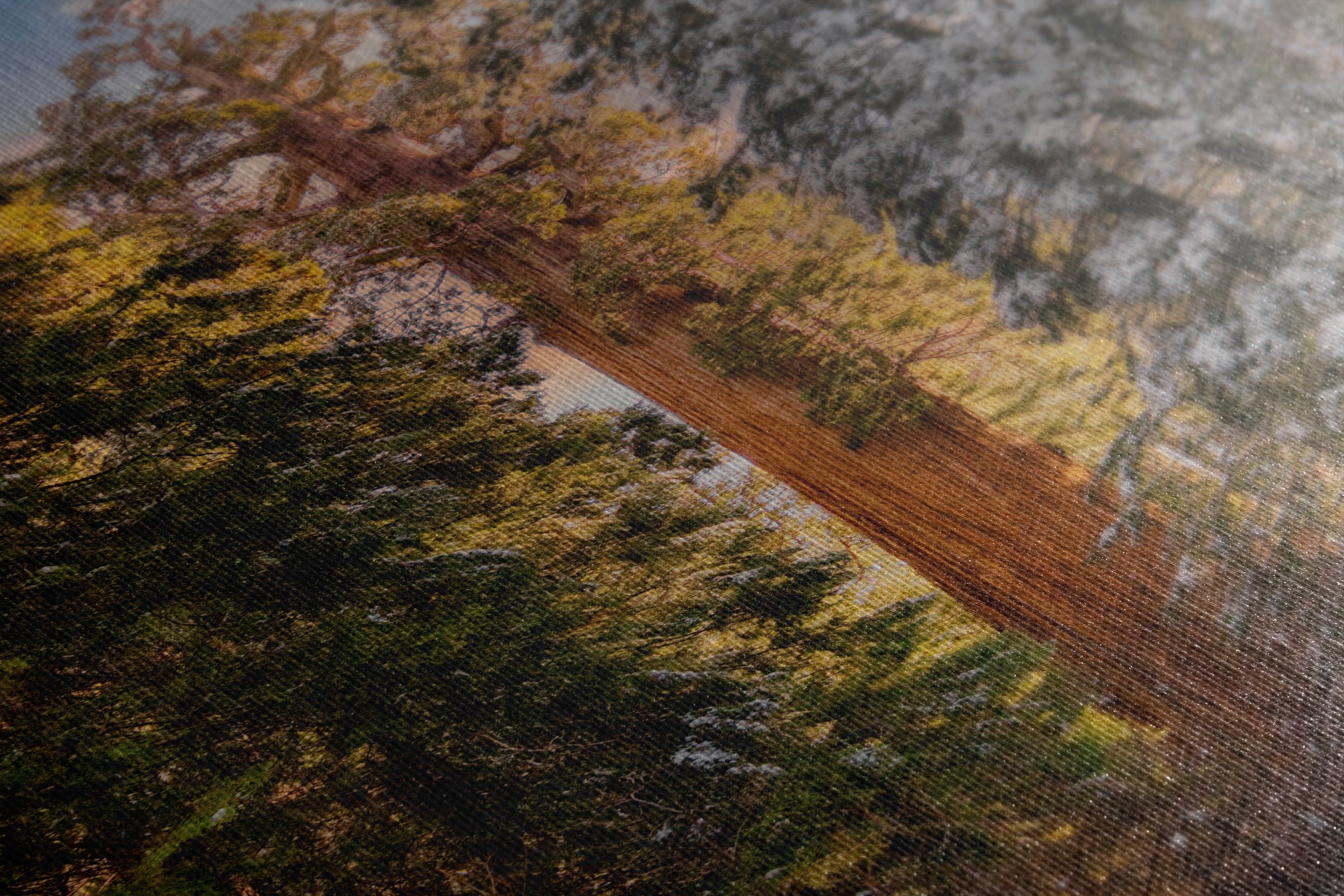 Giant Sequoia Tree Forest Picture Nature Photo, Redwood Tree Wall Art, Forest Bathing Decor, Bohemian Style Relaxation Artwork