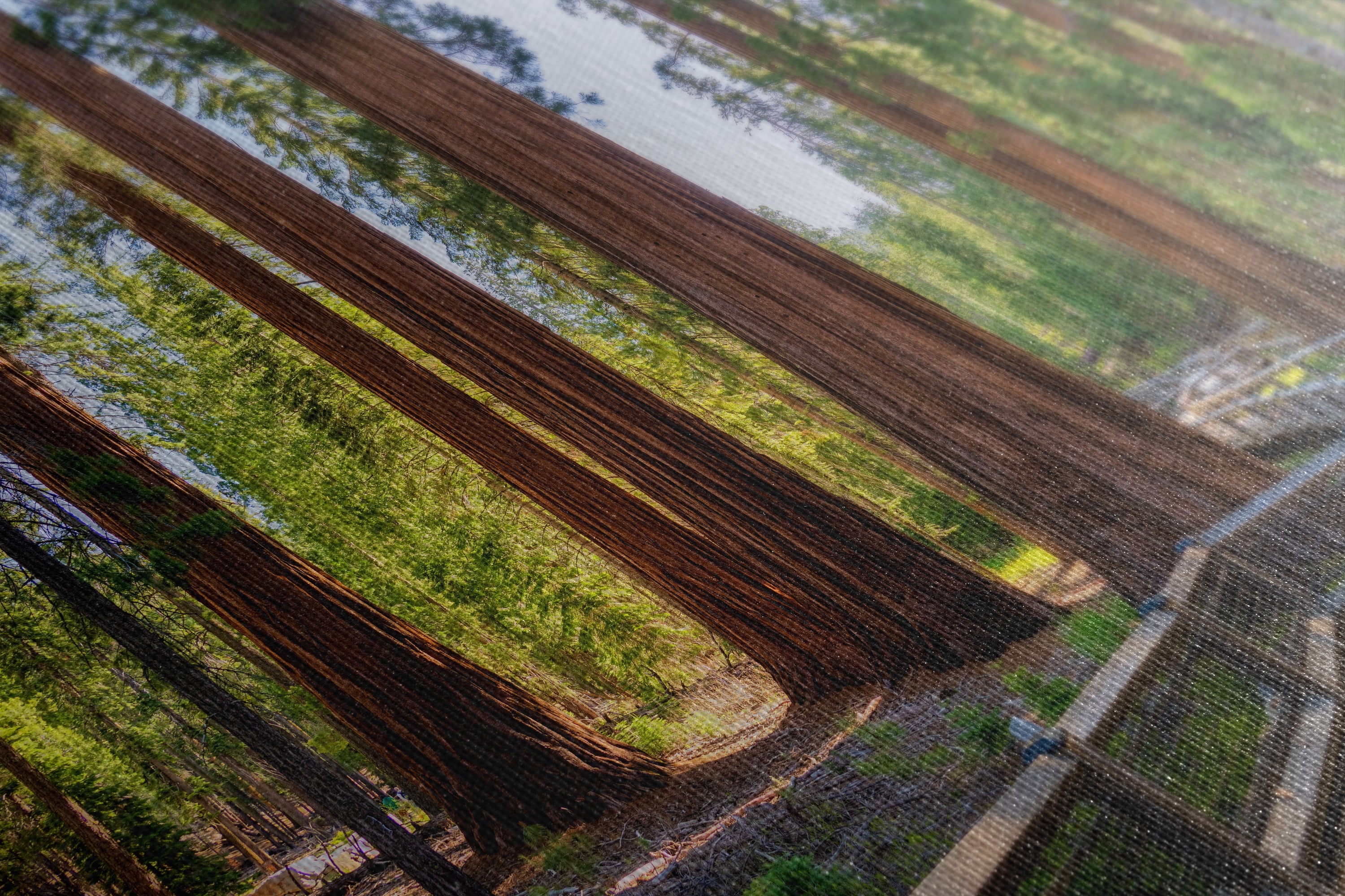 Giant Sequoia Tree Forest Picture Nature Photo | Yosemite Redwood Trees for Nature Lovers & Forest Bathing Relaxation, Meditation Artwork
