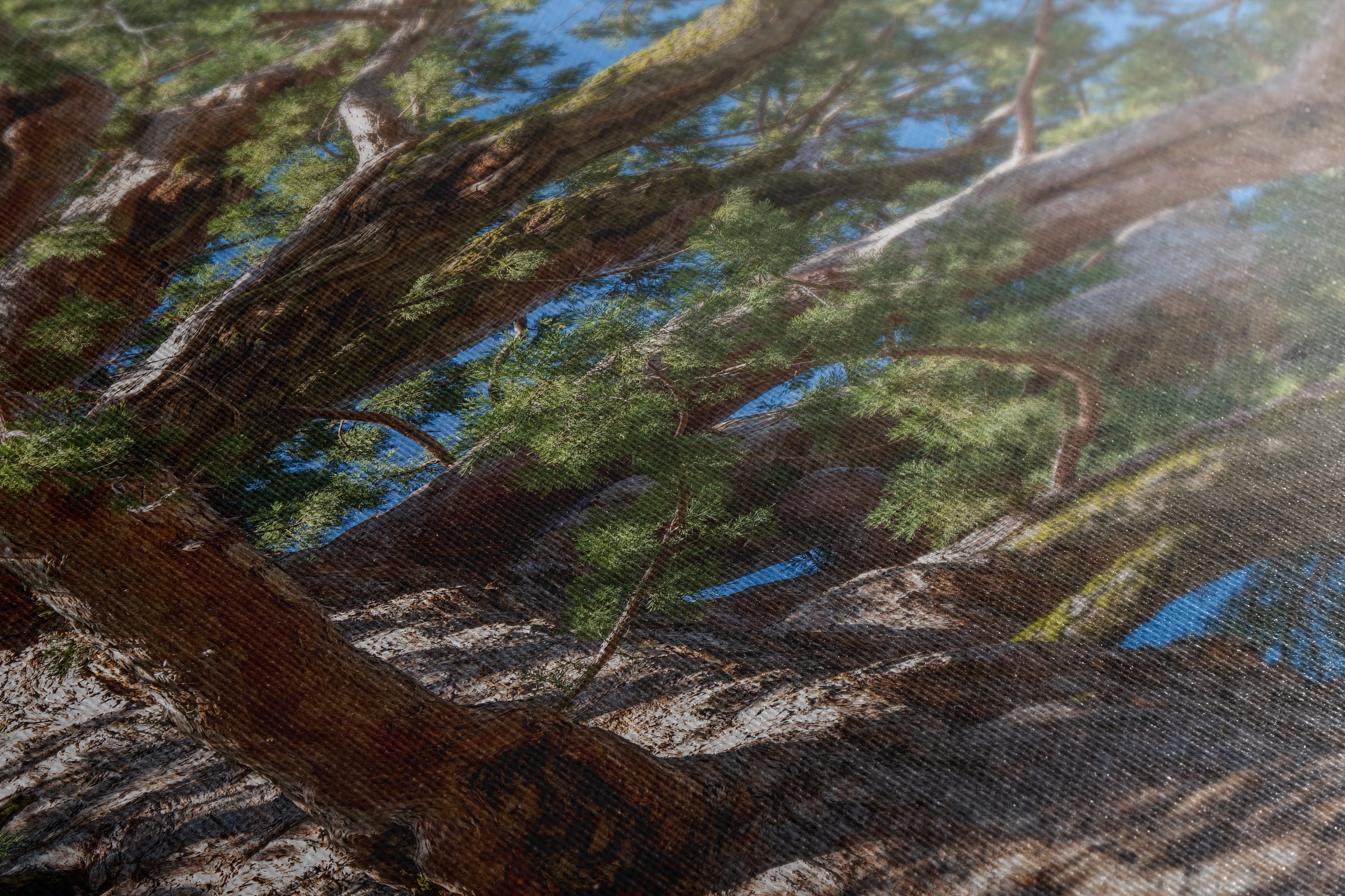 Giant Sequoia Tree Forest Picture Nature Photo, Yosemite Mariposa Grove Redwood Trees, Forest Bathing Relaxation Artwork for Nature Lovers