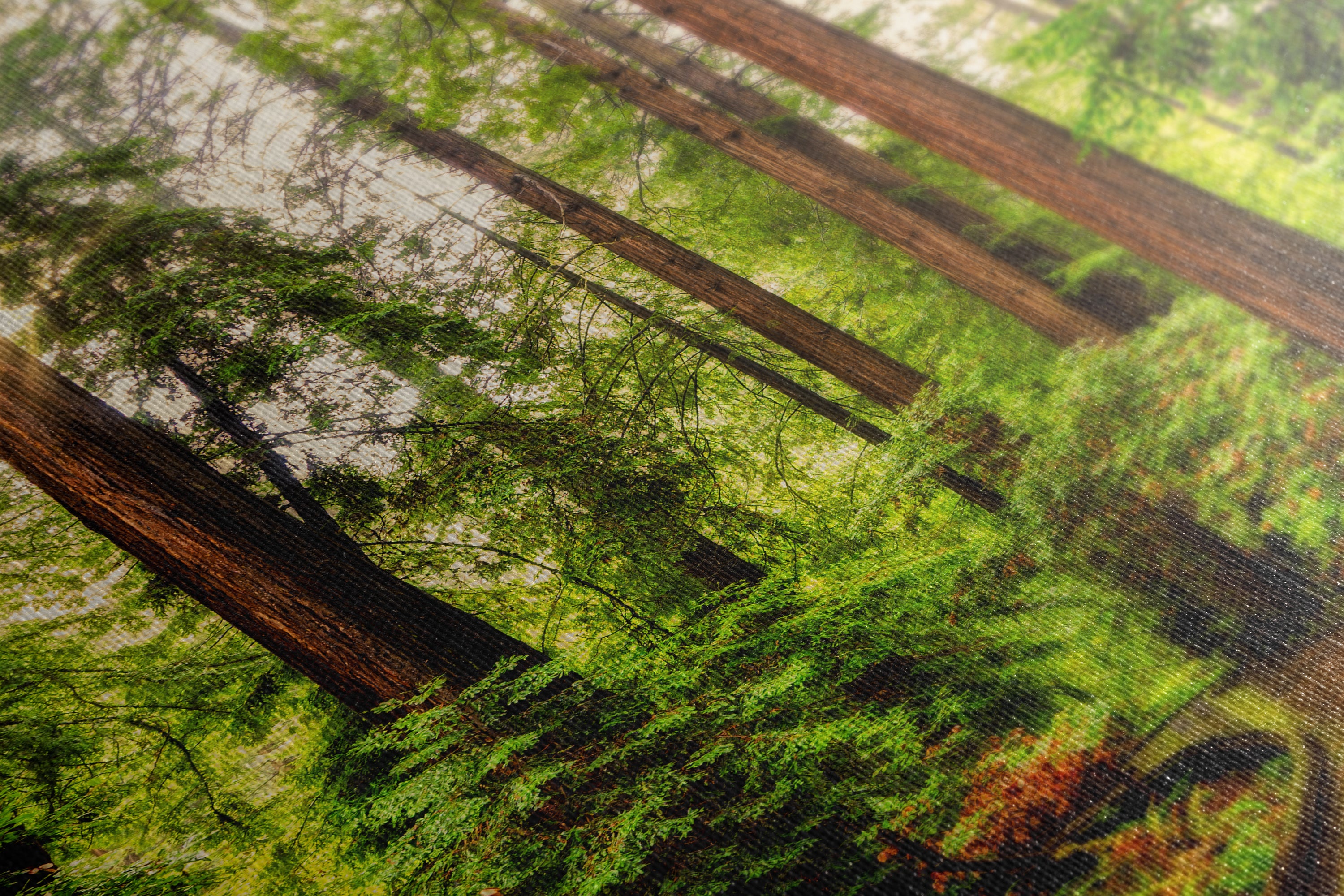 Redwood Trees Forest Picture Nature Photo, Forest Bathing House Decor