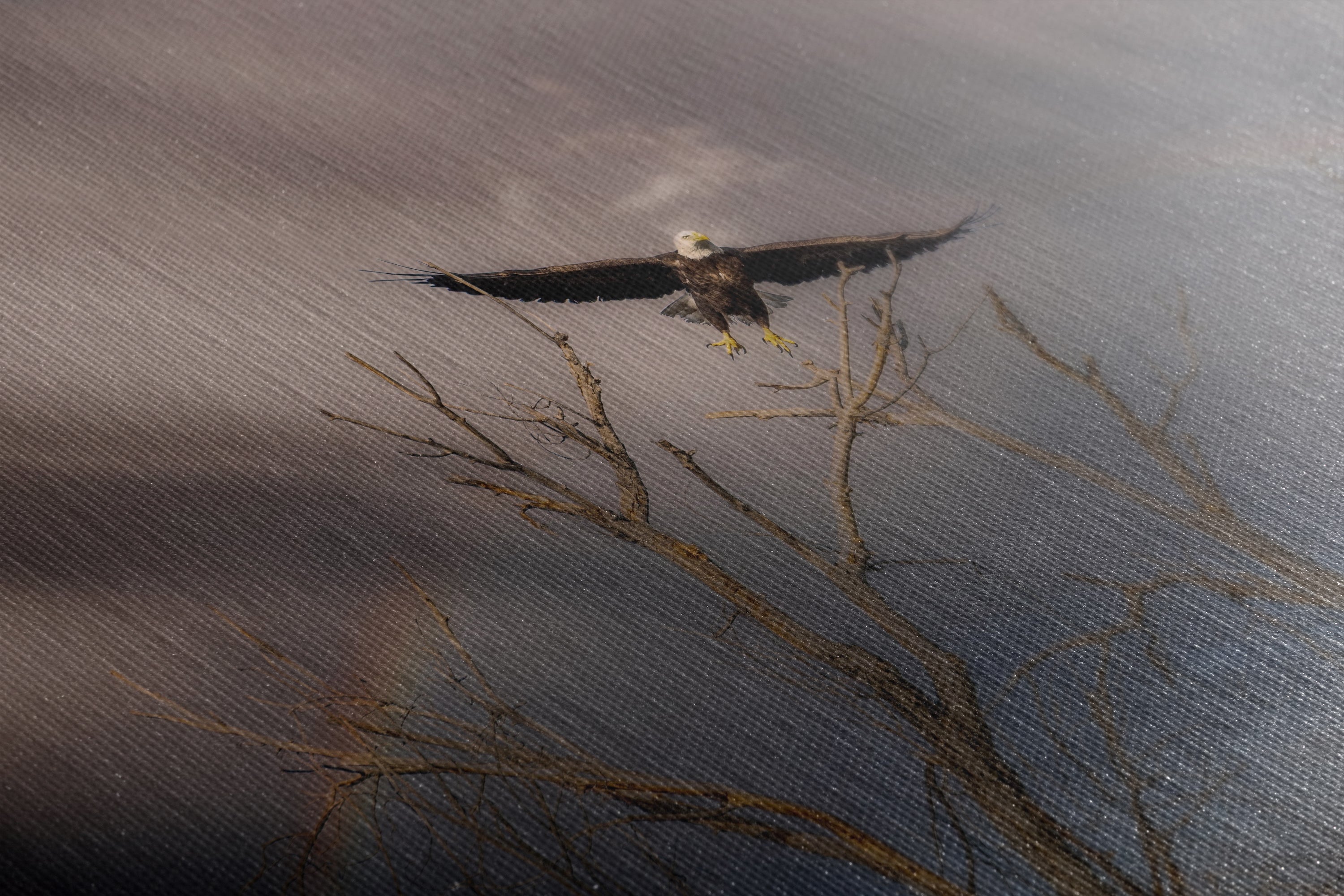 Soaring Bald Eagle Picture Wildlife Photography Wall Art, Nature Photo, Bird Photography, Rustic Cabin Decor, Office or Dorm Room Wall Decor
