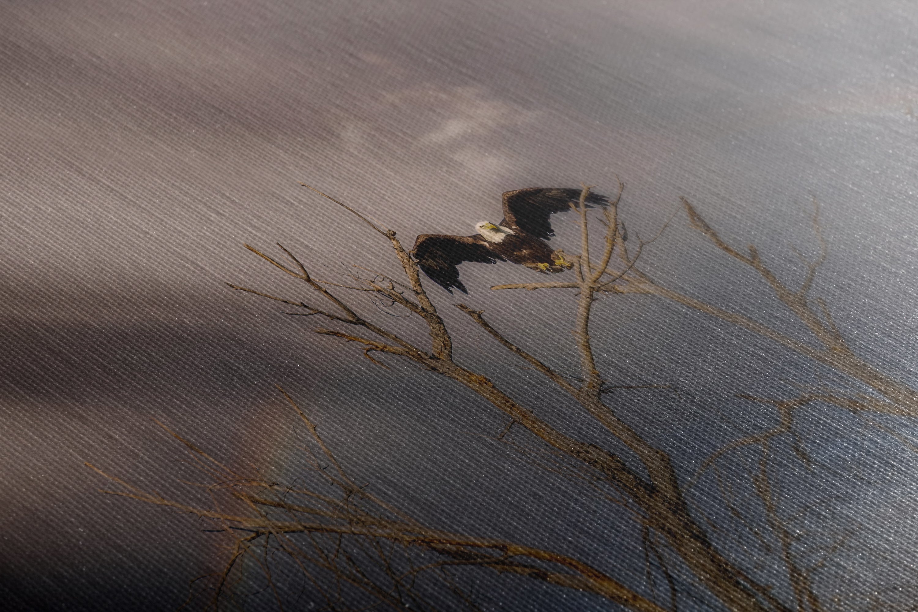 Bald Eagle Picture Wildlife Photography Wall Art, Nature Photo, Bird Photography, Rustic Cabin Decor, Office or Dorm Room Wall Decor