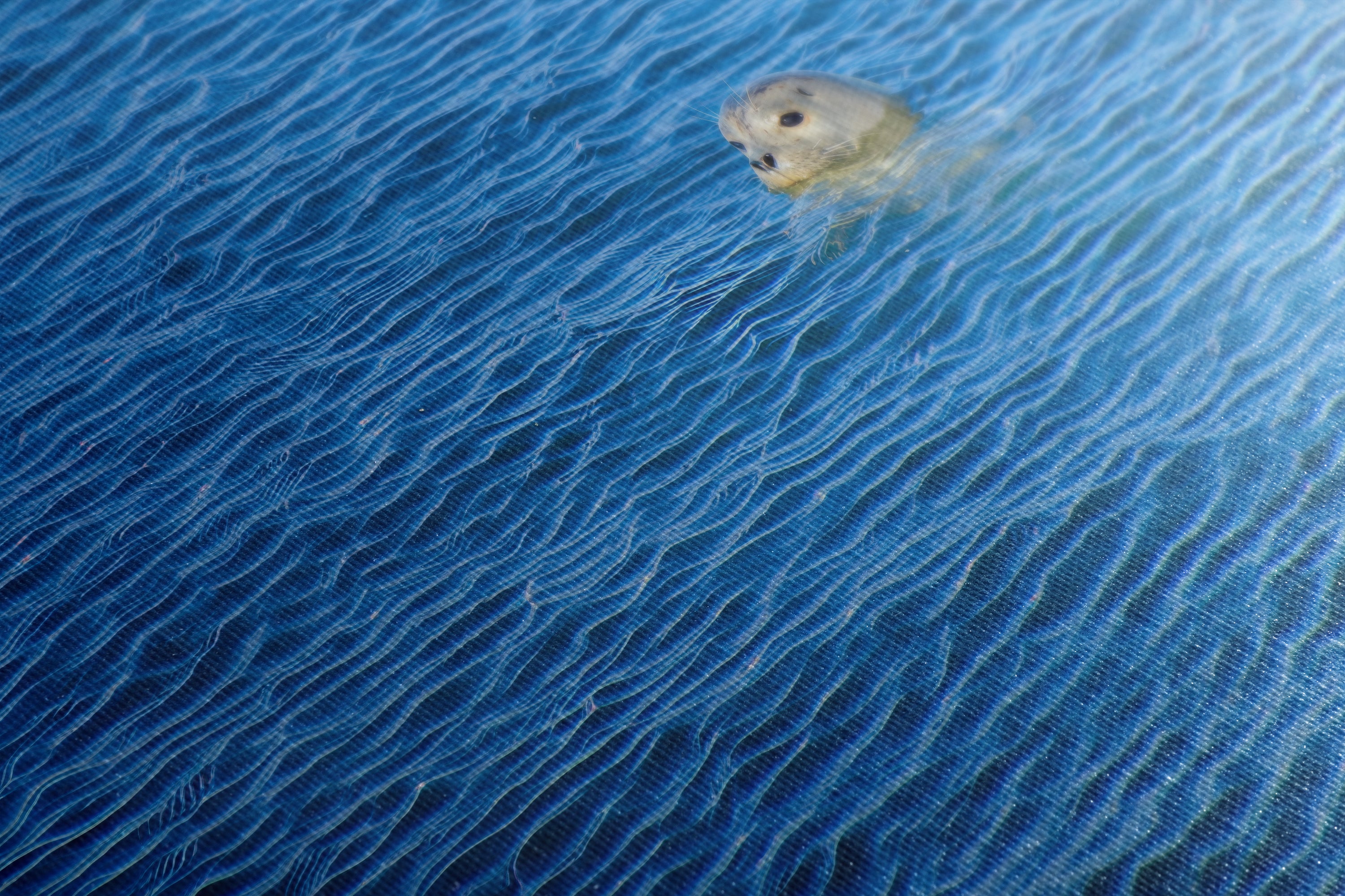 Seal Print Marine Mammal Wildlife Photography, Ocean Picture Relaxation Artwork Nature Photo