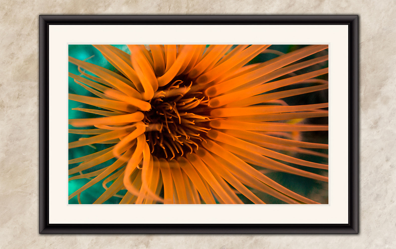 Sea Anemone Picture Ocean Life Underwater Scenery Nature Photo, Marine Biology Wall Art, Vibrant Coral Reef, Gift for Ocean Lover