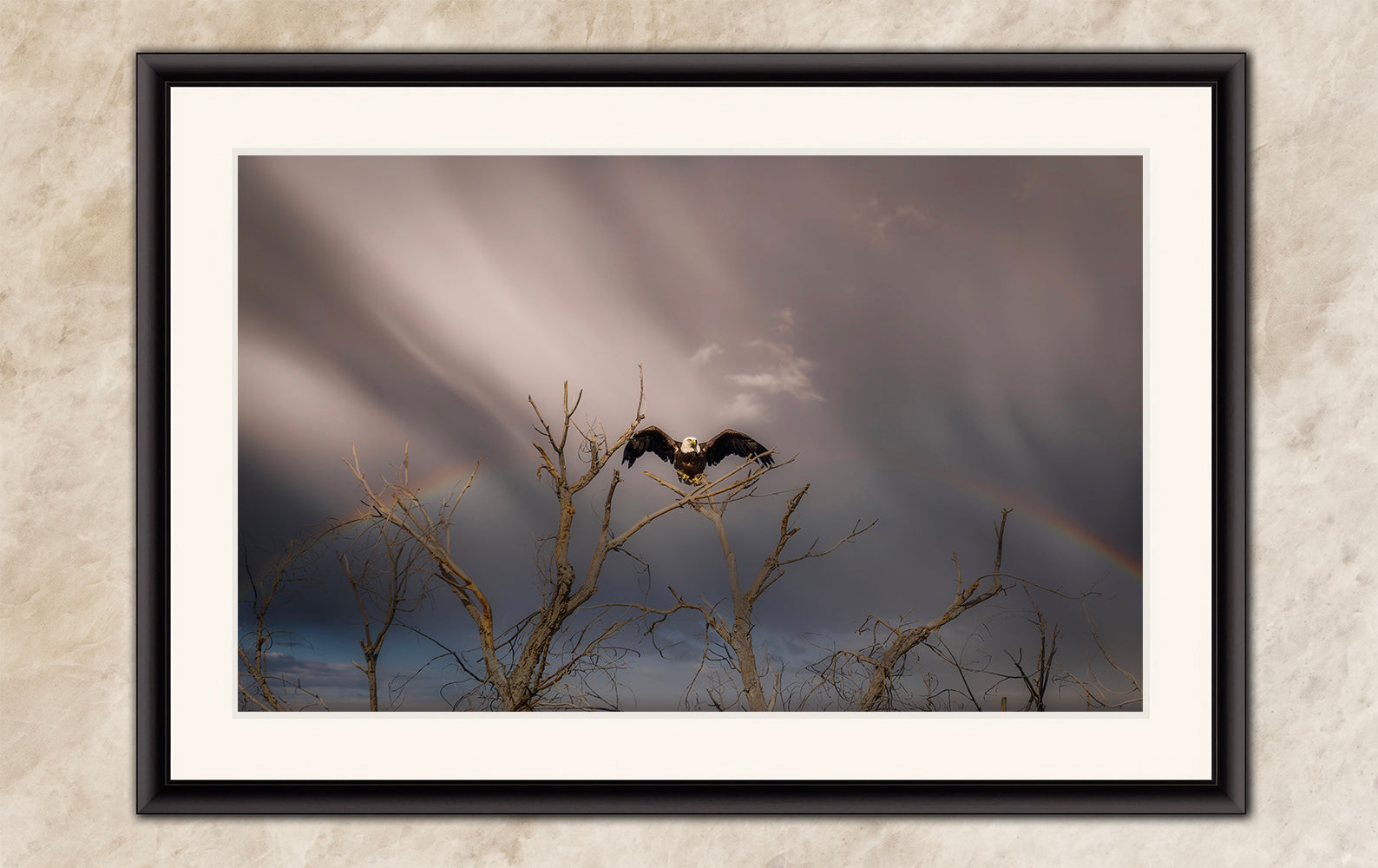 Bald Eagle Picture Wildlife Photography Wall Art, Nature Photo, Bird Photography, Rustic Cabin Decor, Office or Dorm Room Wall Decor
