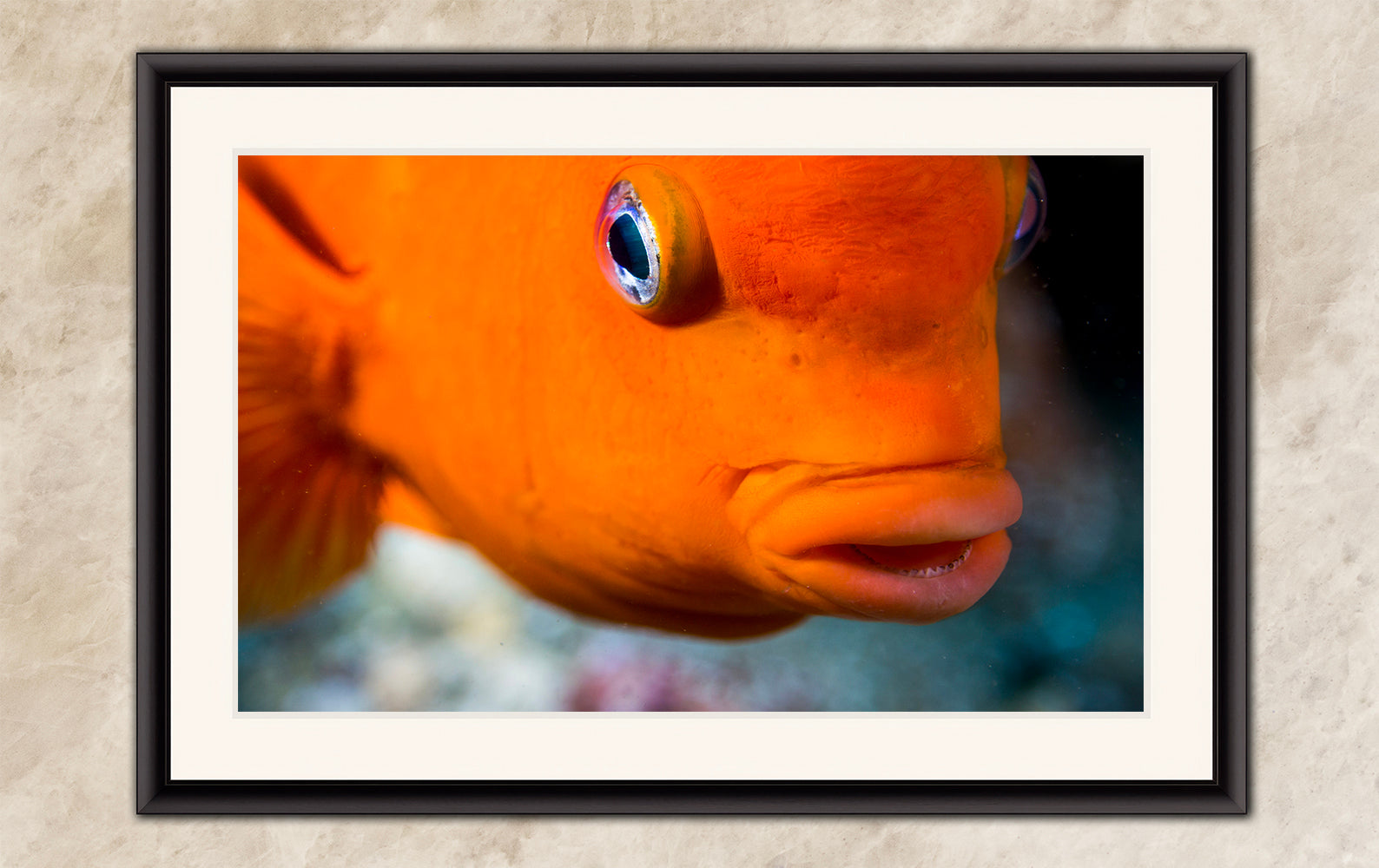Garibaldi Fish Marine Biology Ocean Life, Underwater Scenery Nature Photo, California Marine Inhabitant, Nature Decor, Relaxation Artwork