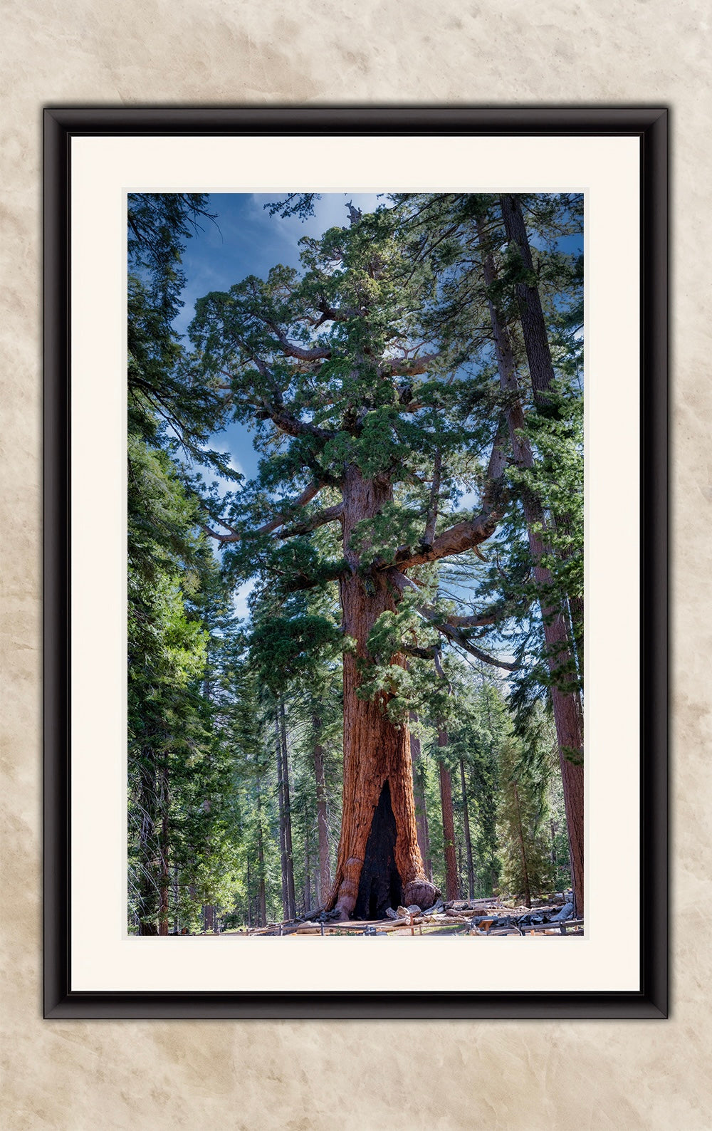 Giant Sequoia Tree Forest Picture Nature Photo, Yosemite Redwood Trees, Mariposa Grove Tree Hugger Decor, Forest Bathing for Relaxation