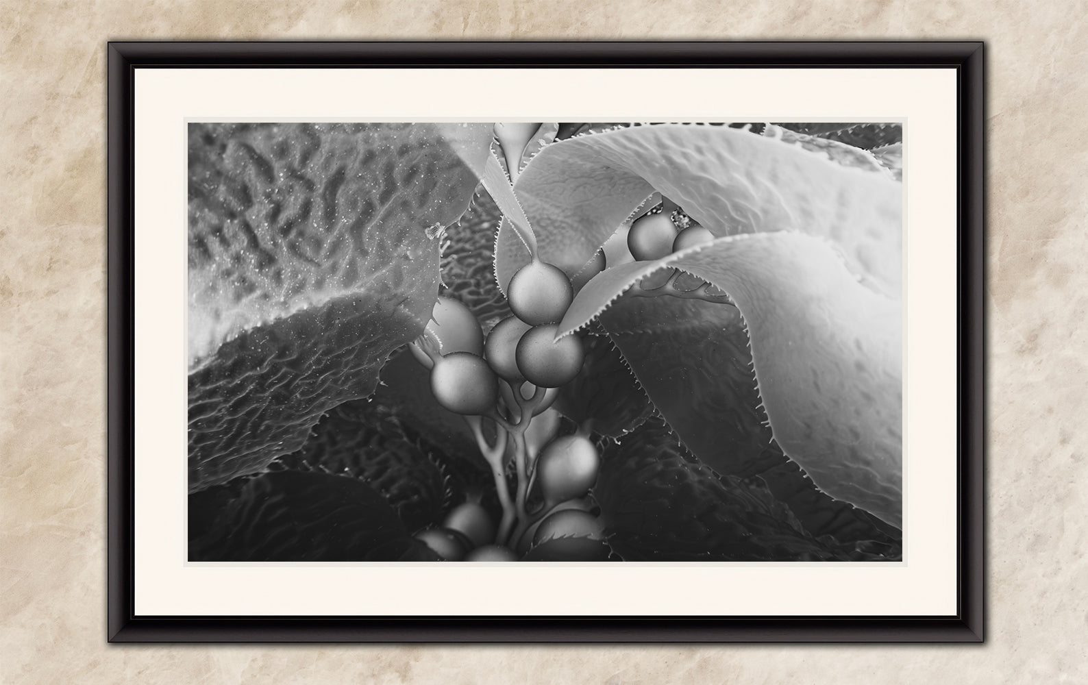 Limited Edition Fine Art Photography, California Giant Kelp Underwater Art, Intention