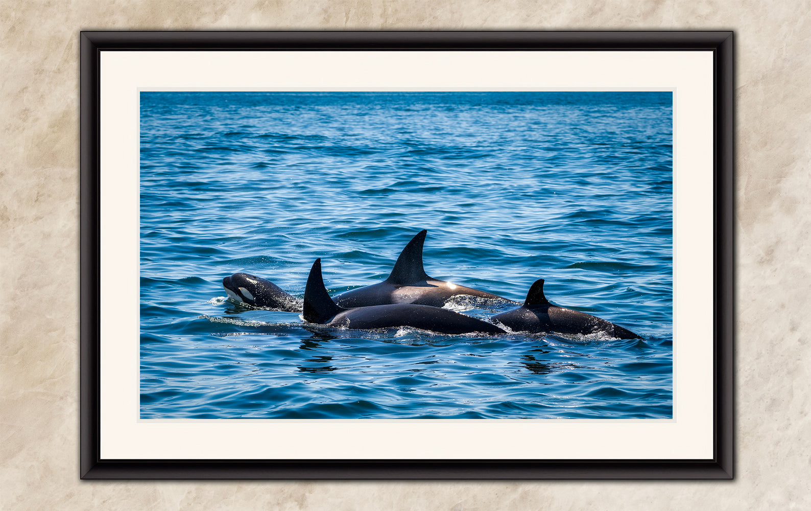 Wildlife Photography Ocean Picture of Orca (Killer Whale) Family Limited Edition Fine Art Print