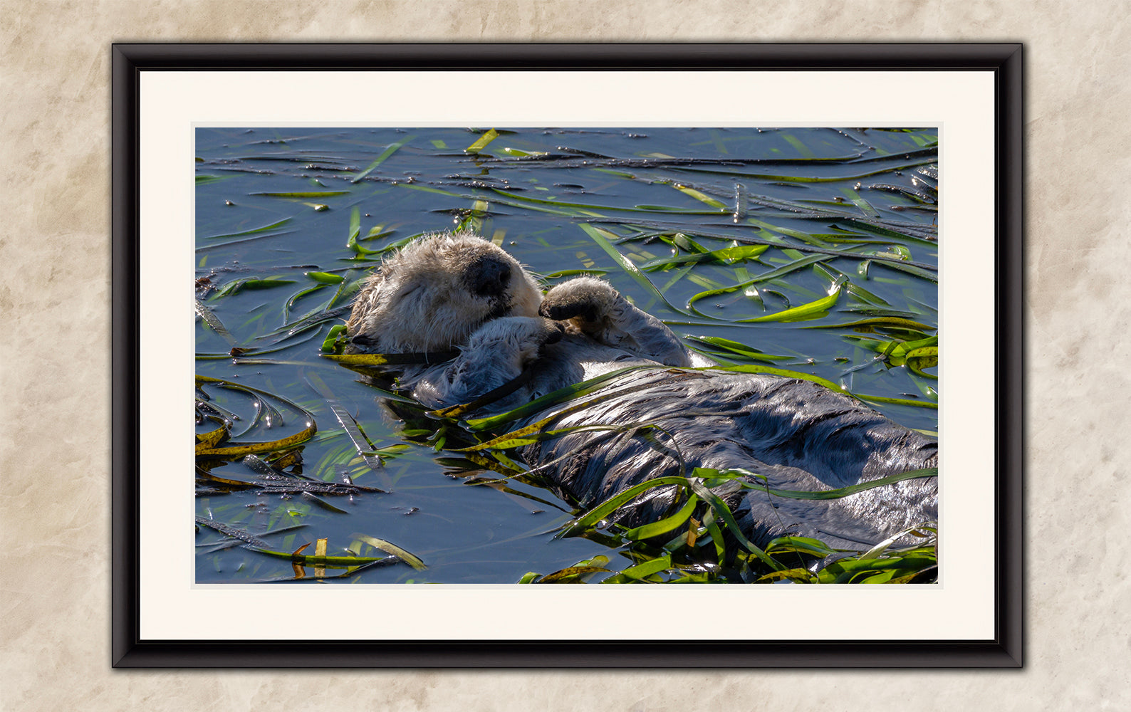 Marine Mammal Wildlife Photography Limited Edition Fine Art Print of California Sea Otter
