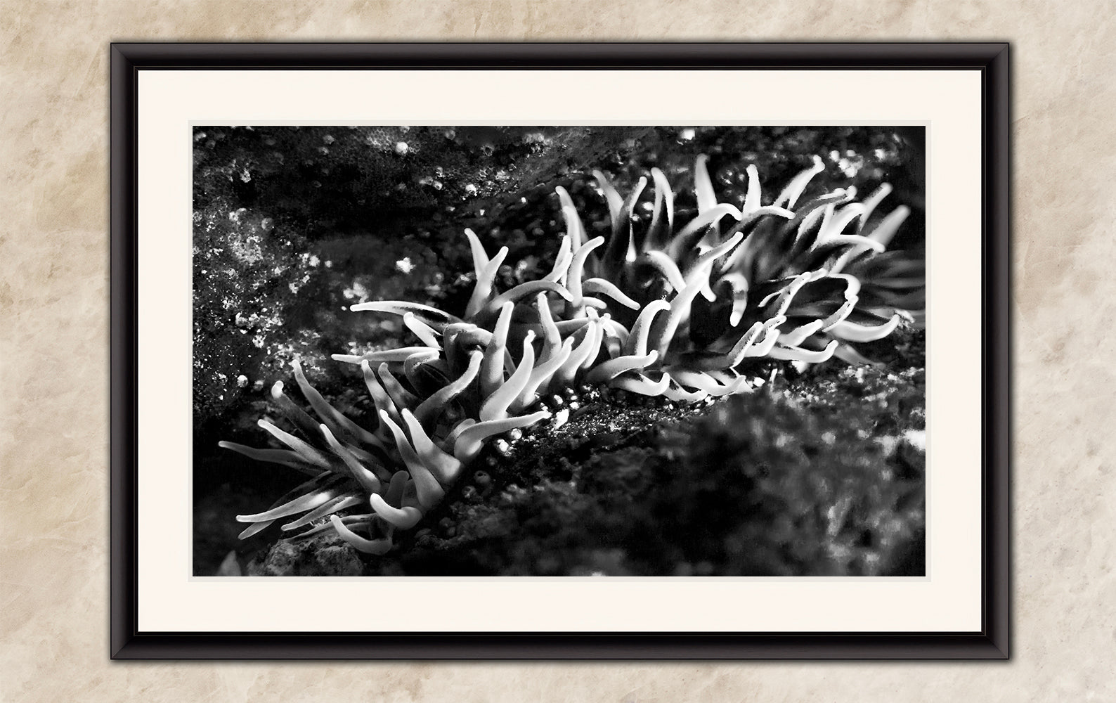 Sea Anemone Picture Ocean Life Underwater Scenery Nature Photo, Marine Biology Decor, Black and White Coral Reef Art for Marine Enthusiasts