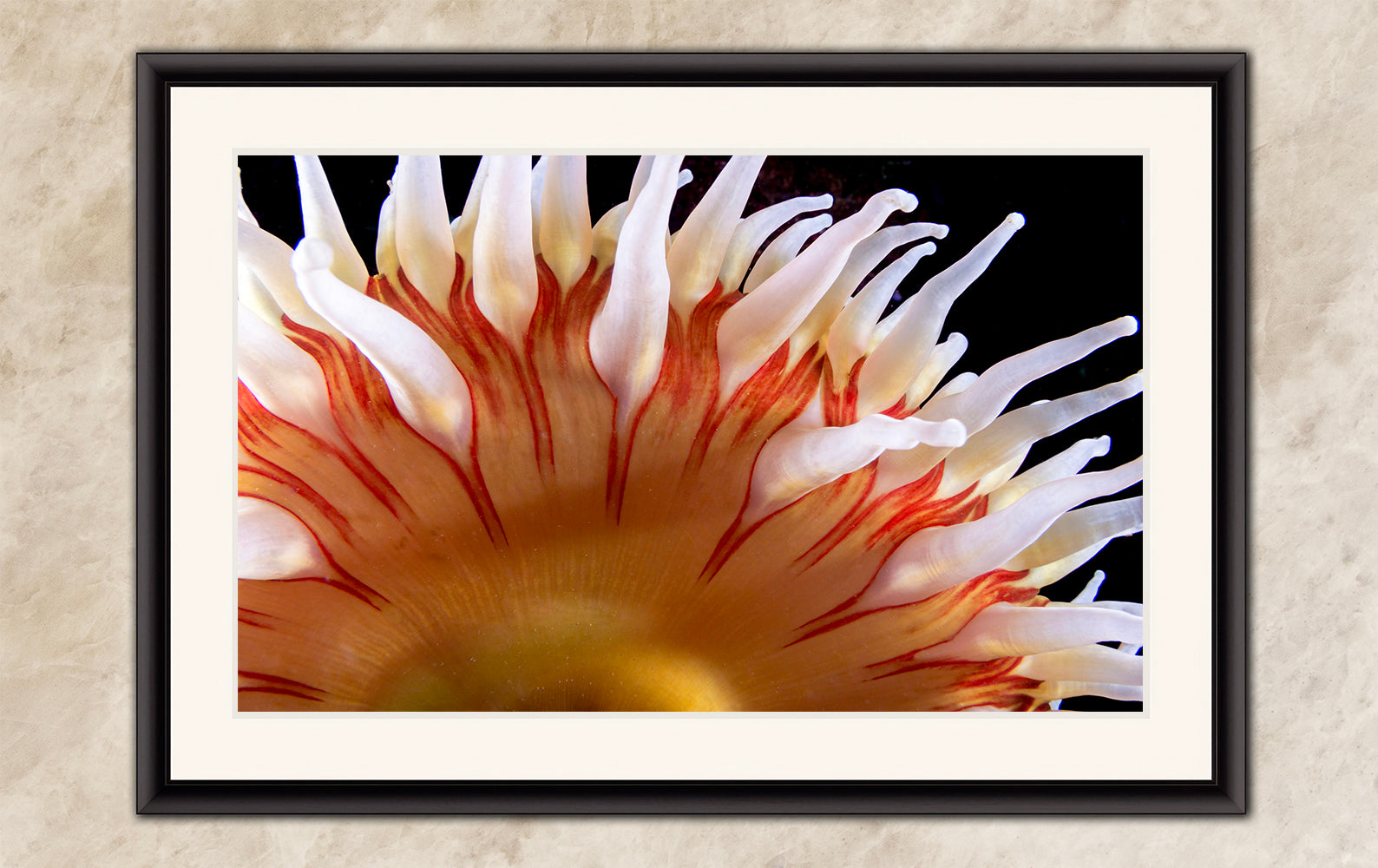 Sea Anemone Picture Ocean Life Underwater Scenery Nature Photo, Marine Biology Coral Reef Art