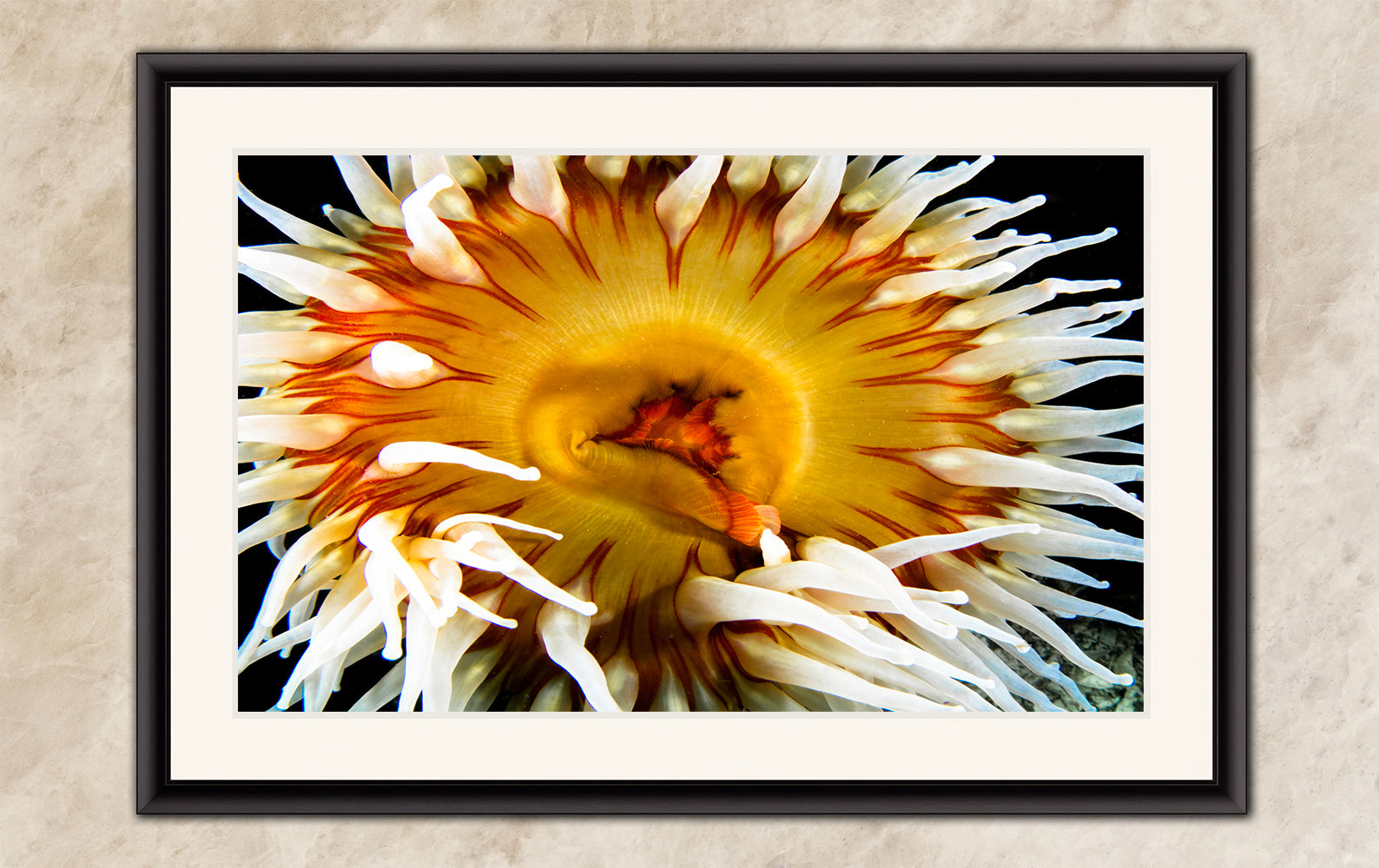 Sea Anemone Picture Ocean Life Underwater Scenery Nature Photo, Marine Biology Coral Reef Art