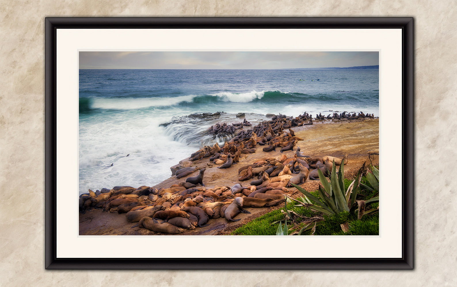 California Sea Lion Marine Mammal Wildlife Photography | Calming Nature Ocean Picture, Relaxation Artwork, La Jolla Coast, Nature Photo