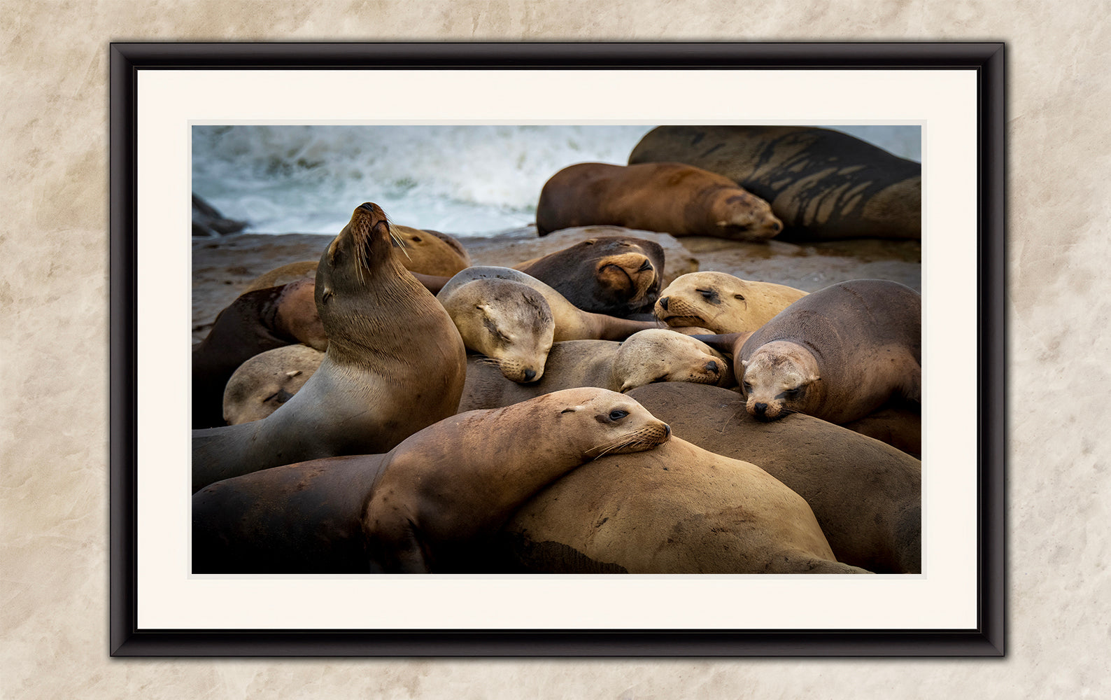 California Sea Lion Marine Mammal Wildlife Photography, Ocean Animals Wall Art, Nature Lover Gift, Marine Biology Artwork