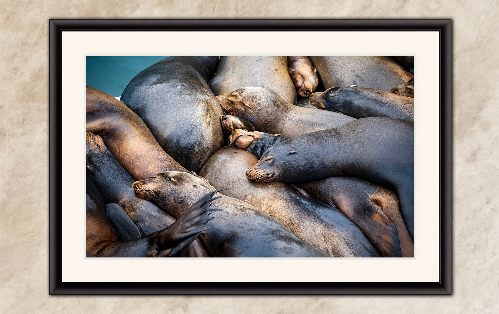 California Sea Lion Marine Mammal Wildlife Photography Wall Art - Ocean Animals Nursery Decor Coastal Home Artwork, Marine Biology Print