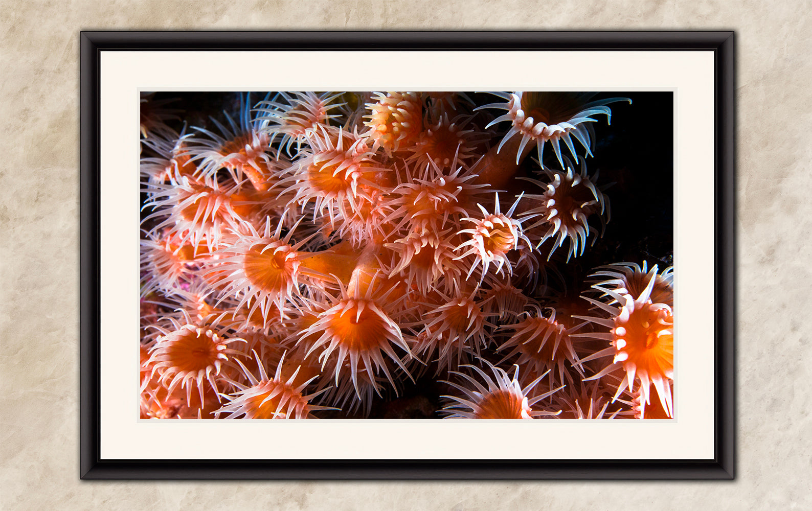 Sea Anemone Picture Ocean Life Underwater Scenery Nature Photo, Marine Biology Wall Art, Vibrant Orange Zoanthid Coral Reef, Ocean Decor